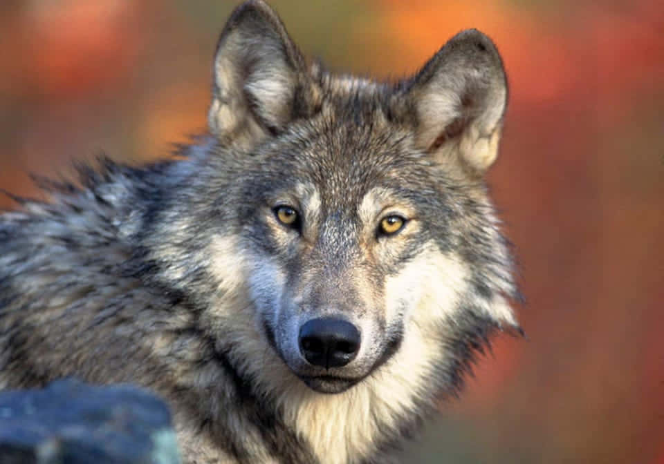 Wolf Eyes 桌布 壁紙 — 一隻灰狼的特寫，琥珀色銳利的眼睛在模糊的秋日背景下專注地凝視。