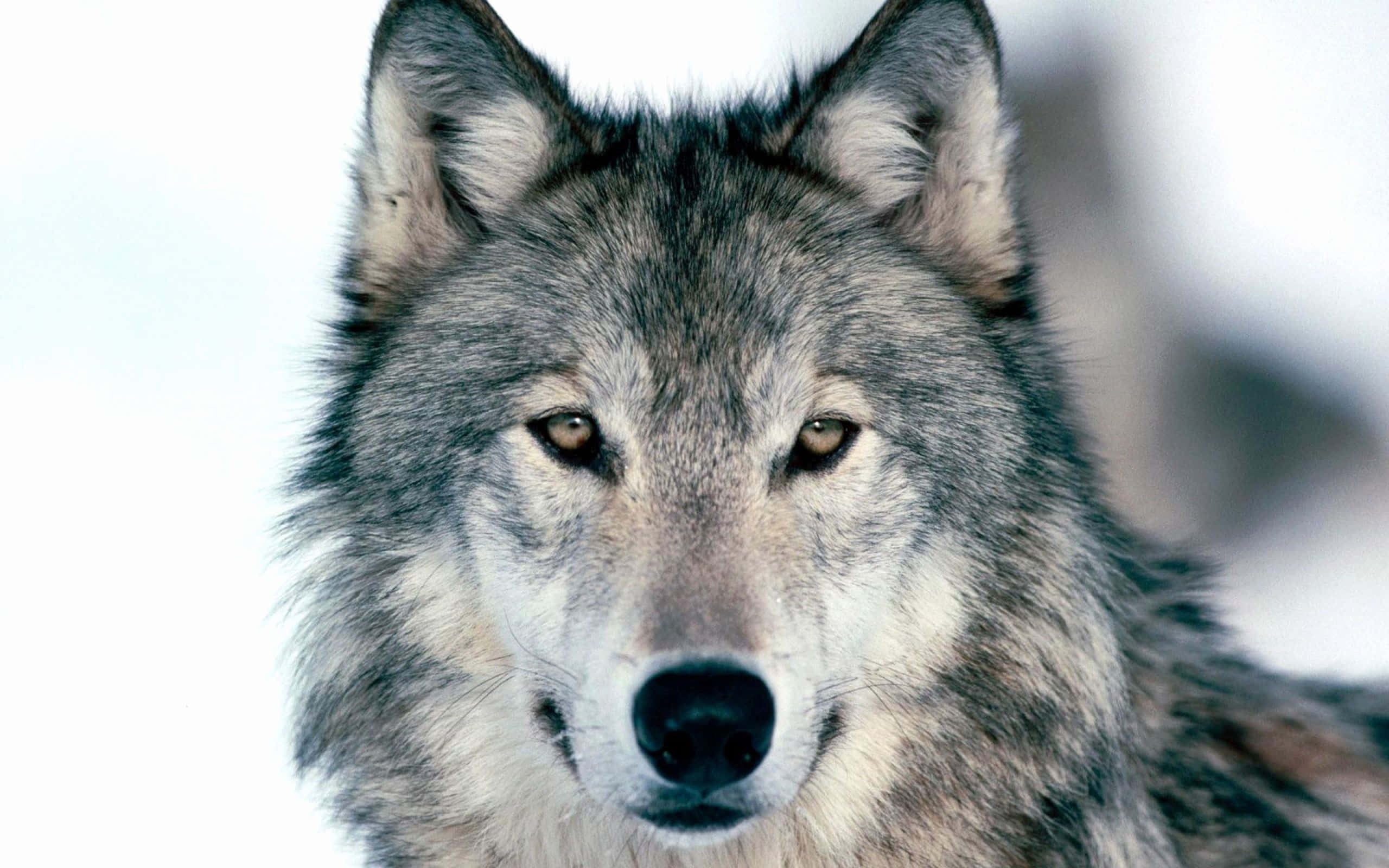 Dire Wolf 桌布 壁紙 — 一隻灰狼的特寫，琥珀色銳利的眼睛在雪地背景下專注地凝視。
