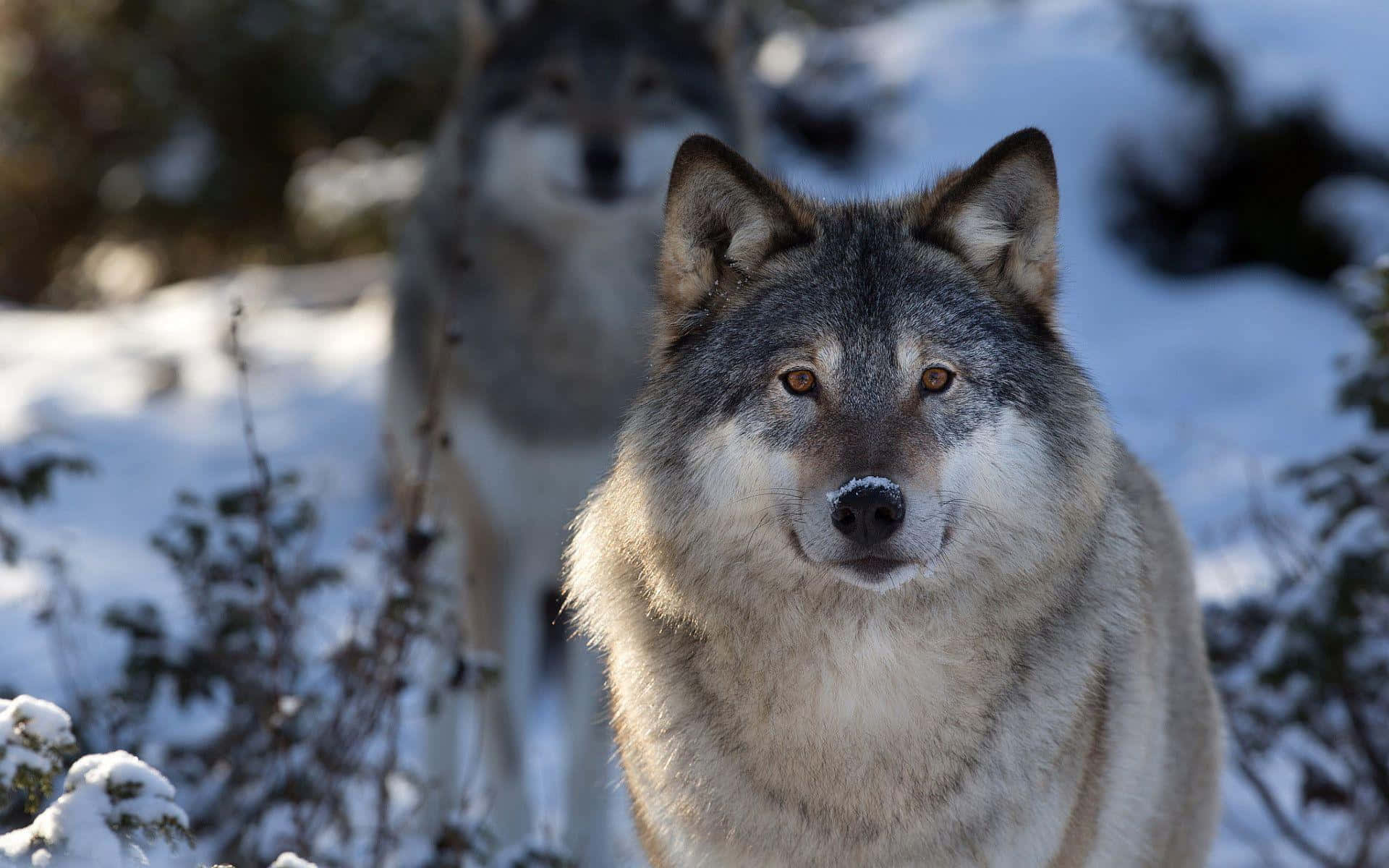 Gray Wolf 桌布 壁紙 — 一隻灰狼的特寫，鼻子上有雪，在雪地森林中專注地凝視，後面有另一隻狼模糊了。