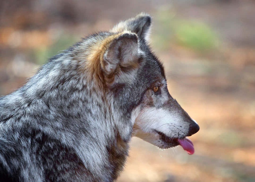 Mexican Wolf 桌布 壁紙 — 一隻灰狼的近距離特寫，伸出粉紅色舌頭，凝視前方，背景是模糊的泥土色調。