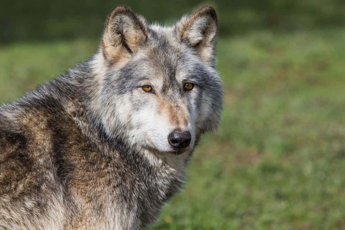 wolfdog 桌布 壁紙 — 一隻灰狼的近距離特寫，琥珀色銳利眼睛專注地凝視著柔和的綠色草地背景。