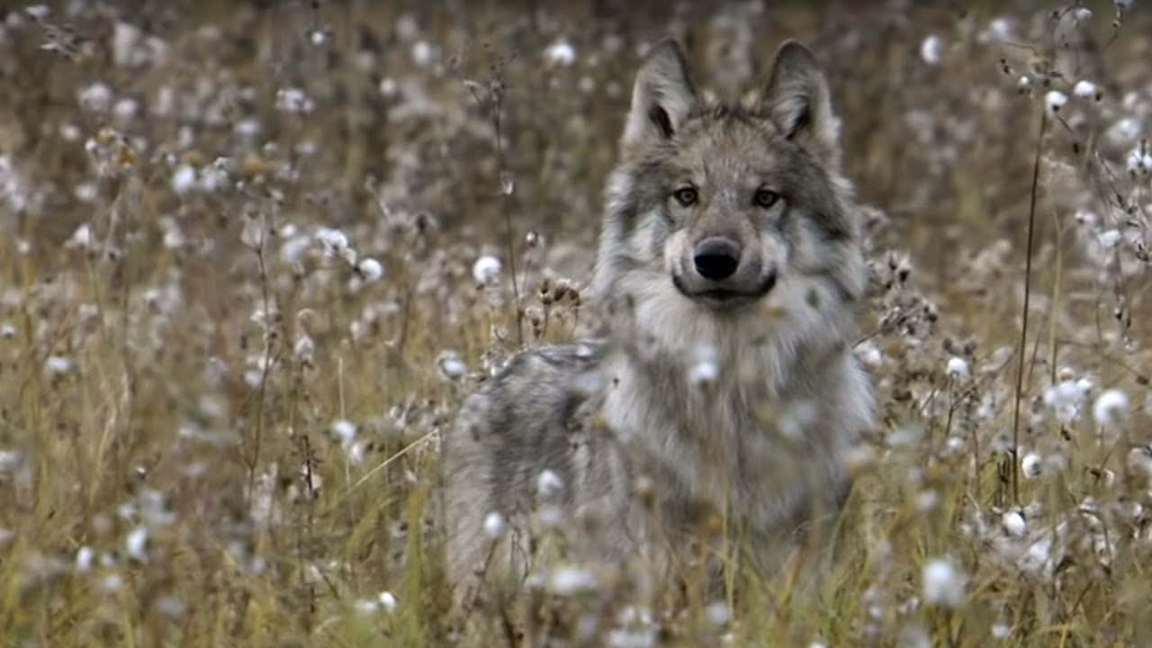 Hunting Wolves 桌布 壁紙 — 一隻灰狼目光銳利，警覺地坐在一片乾草和棉絮般的白色花朵的田野中。