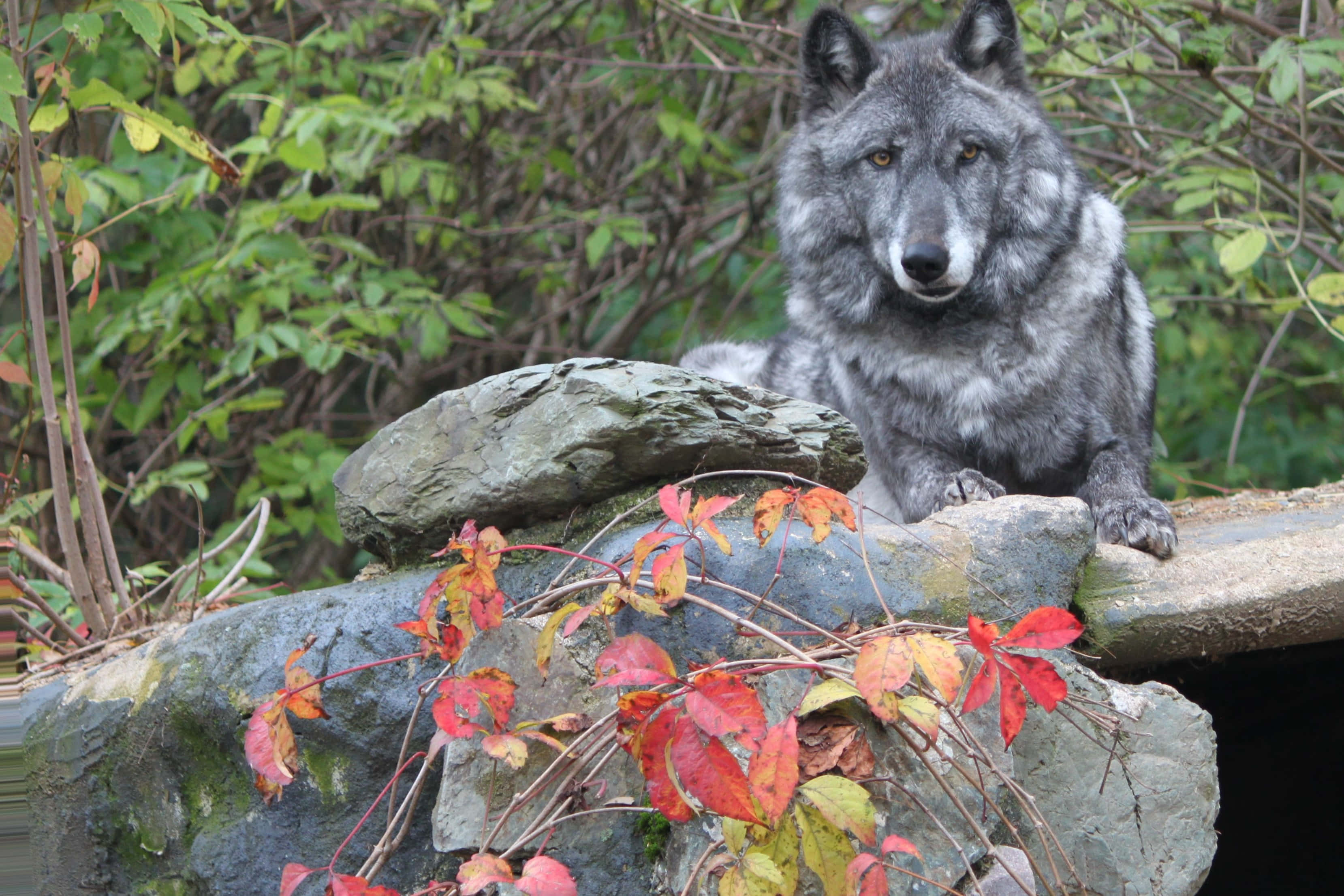 Wolf In Autumn 桌布 壁紙 — 一隻灰狼警覺地坐在長滿苔蘚的岩石上，周圍是鮮豔的紅色和綠色秋葉。