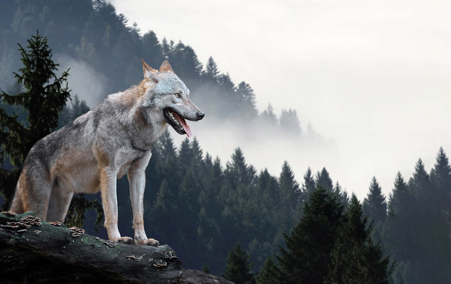 Wolf In Forest 桌布 壁紙 — 一隻灰狼警覺地站在長滿苔蘚的木頭上，俯瞰著陰天下一片霧氣瀰漫的松樹林。