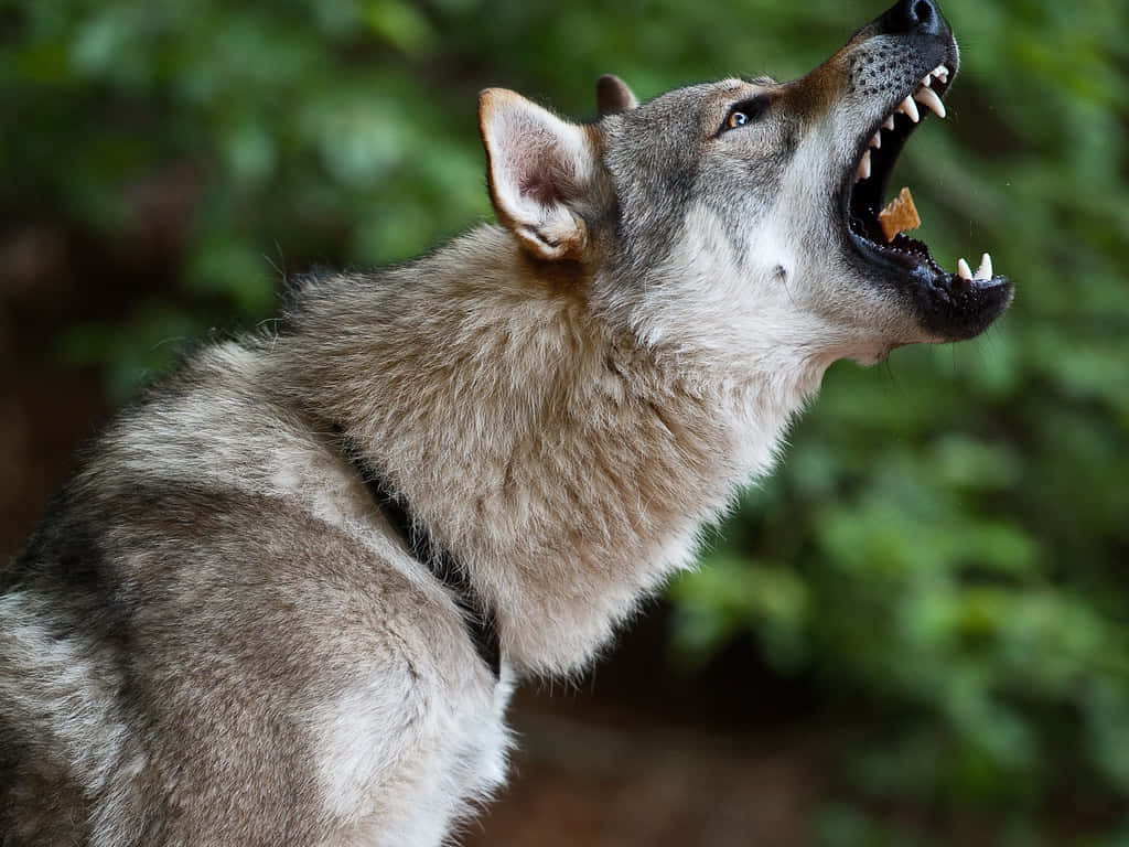 wolfdog 桌布 壁紙 — 一隻灰狼露出尖牙，豎起警覺的耳朵，在模糊的綠色森林背景下強力嚎叫。