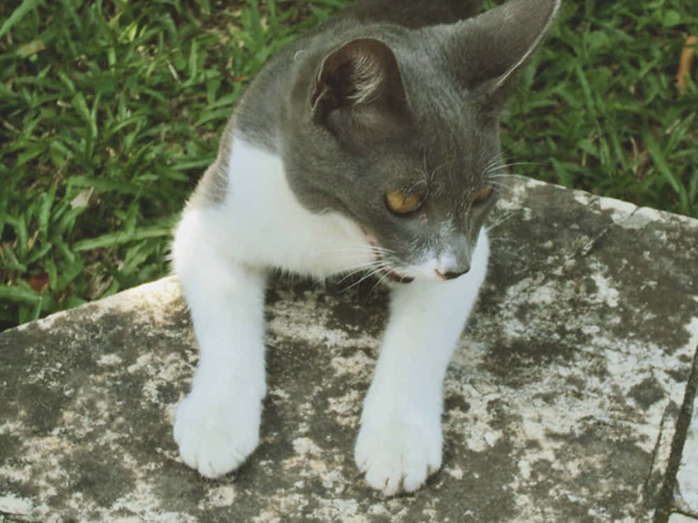 Napoleon Cat 桌布 壁紙 — 一隻灰白相間、琥珀色眼睛的貓警覺地蹲在長滿青苔的石頭上，周圍是綠草。