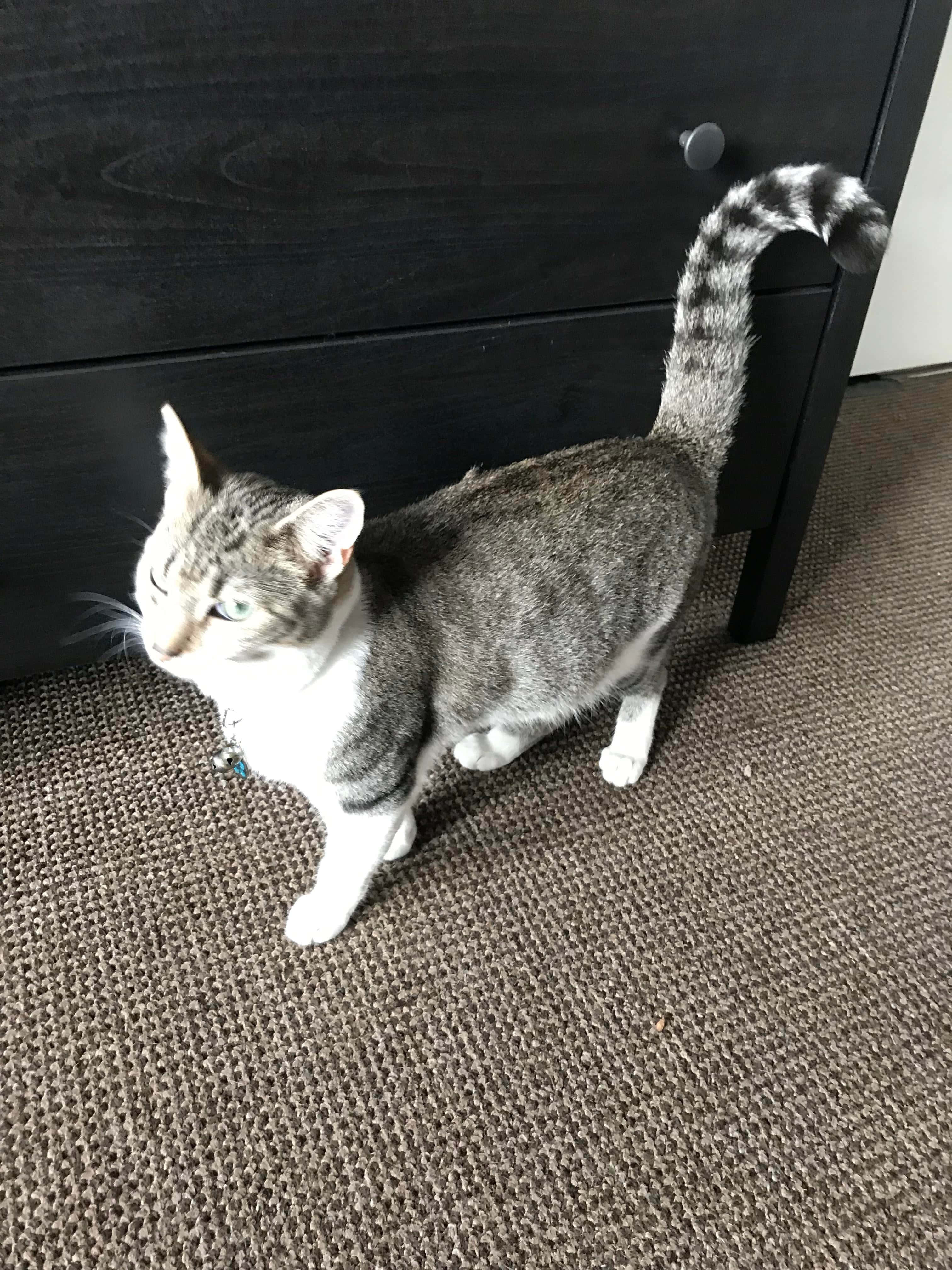 Cat Tail 桌布 壁紙 — 一隻灰白相間的虎斑貓，尾巴帶有條紋，警覺地站在質感棕色地毯上，旁邊是一個黑色抽屜櫃。