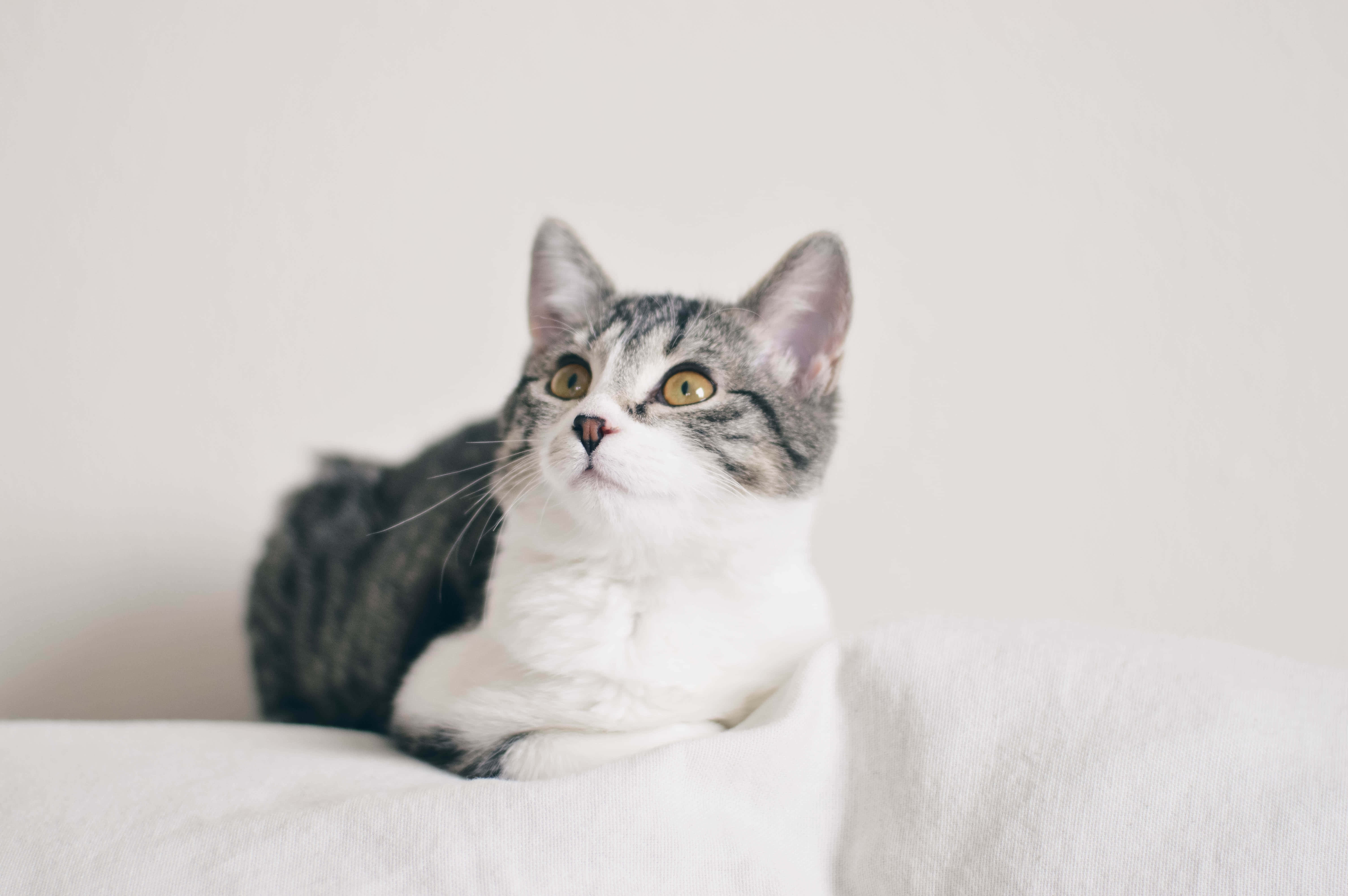 European Shorthair 桌布 壁紙 — 一隻灰白相間的虎斑貓，有著明亮的黃色眼睛，警覺地坐在柔軟的白色靠墊上，背景是純色的。