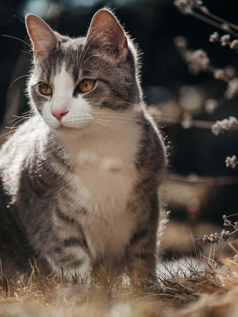 Beautiful Cats 桌布 壁紙 — 一隻灰白相間的虎斑貓，琥珀色的眼睛，警覺地坐在陽光普照的草地上，周圍是模糊的花枝。