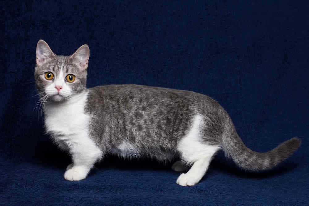 Munchkin Cat 桌布 壁紙 — 一隻灰白相間的貓咪，有著引人注目的黃色眼睛，警覺地站在深藍色紋理背景前。