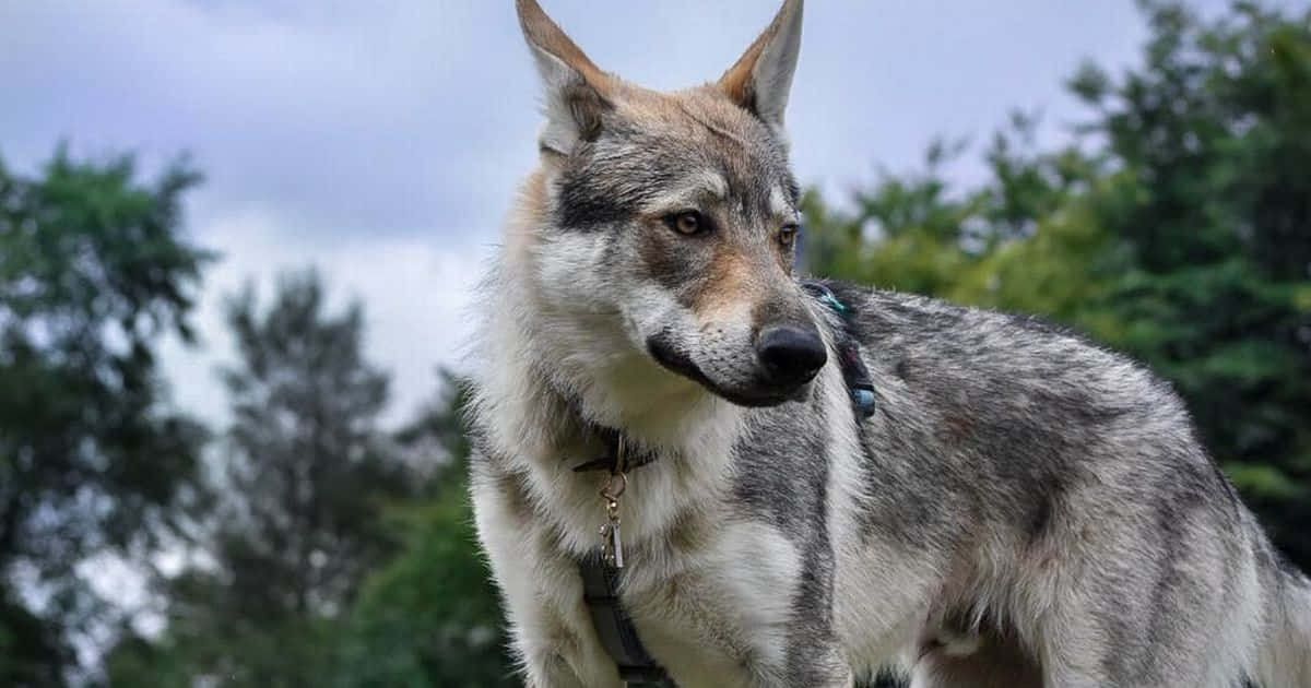 wolfdog 桌布 壁紙 — 一隻灰白色、像狼的狗豎起警覺的耳朵，站在多雲天空下的森林區域。