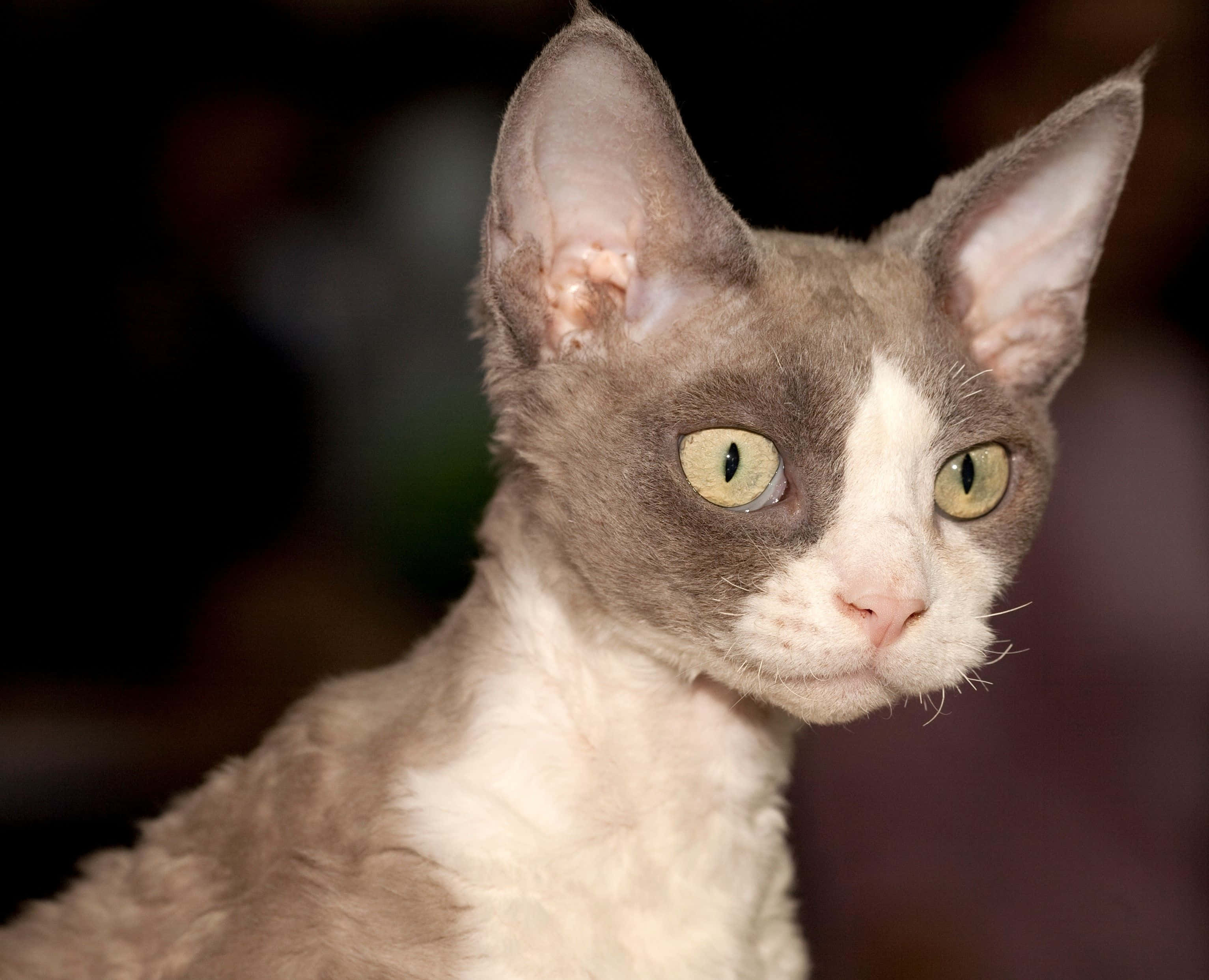 Devon Rex 桌布 壁紙 — 一隻灰白色德文帝王貓的特寫，擁有大型耳朵和引人注目的綠色眼睛，正專注地凝視。