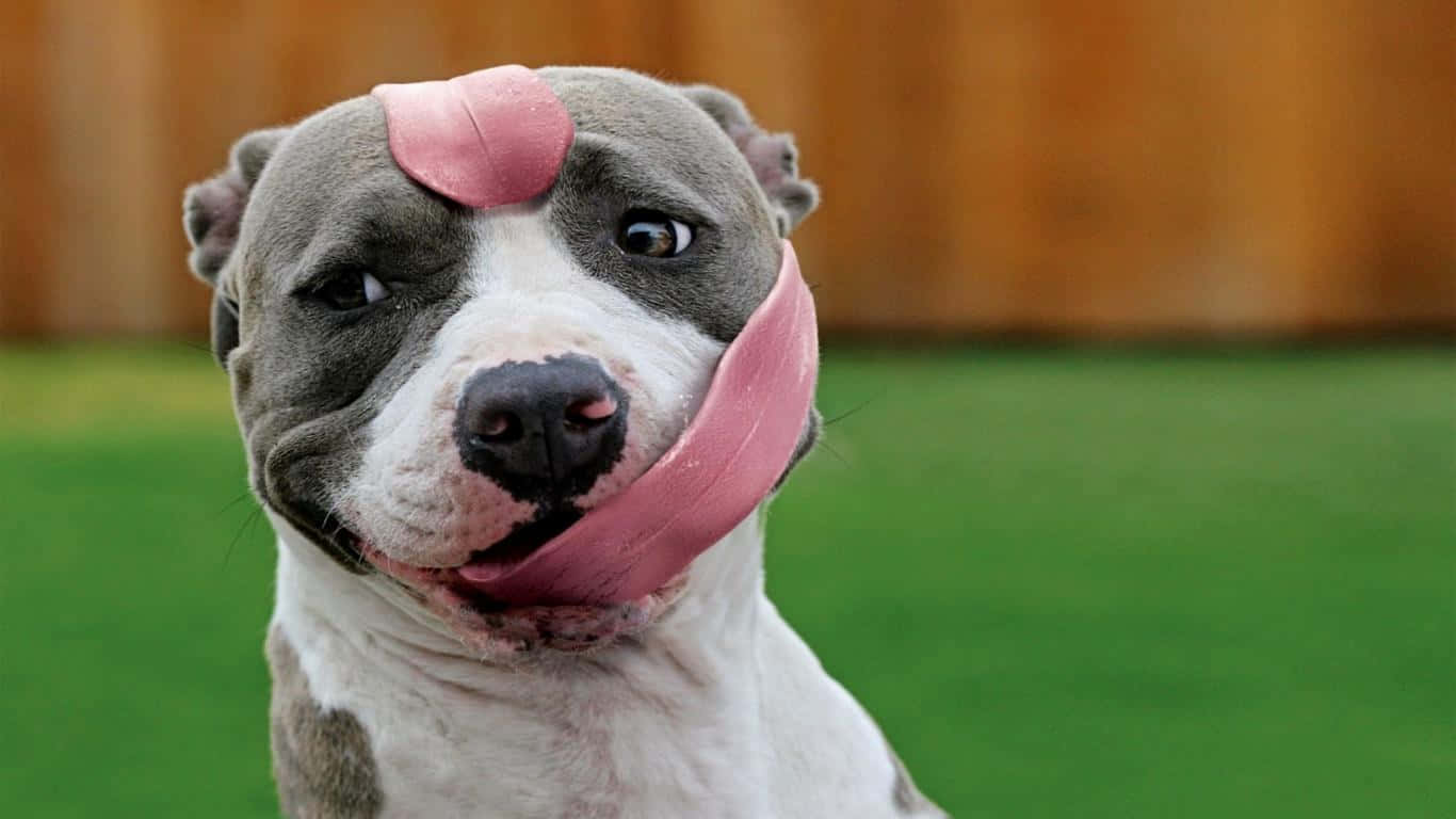 Funny Dog 桌布 壁紙 — 一隻灰白色比特犬的近距離特寫，舌頭俏皮地垂在臉上，背景是模糊的綠色草坪和木柵欄。