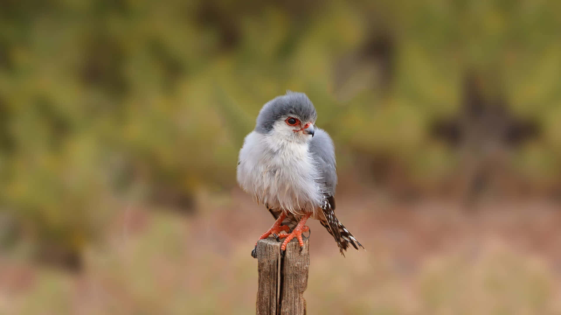 Falcon 桌布 壁紙 — 一隻灰白色的小獵鷹，腳呈橙色，警覺地棲息在風化的木柱上，背景是柔和模糊的自然景色。