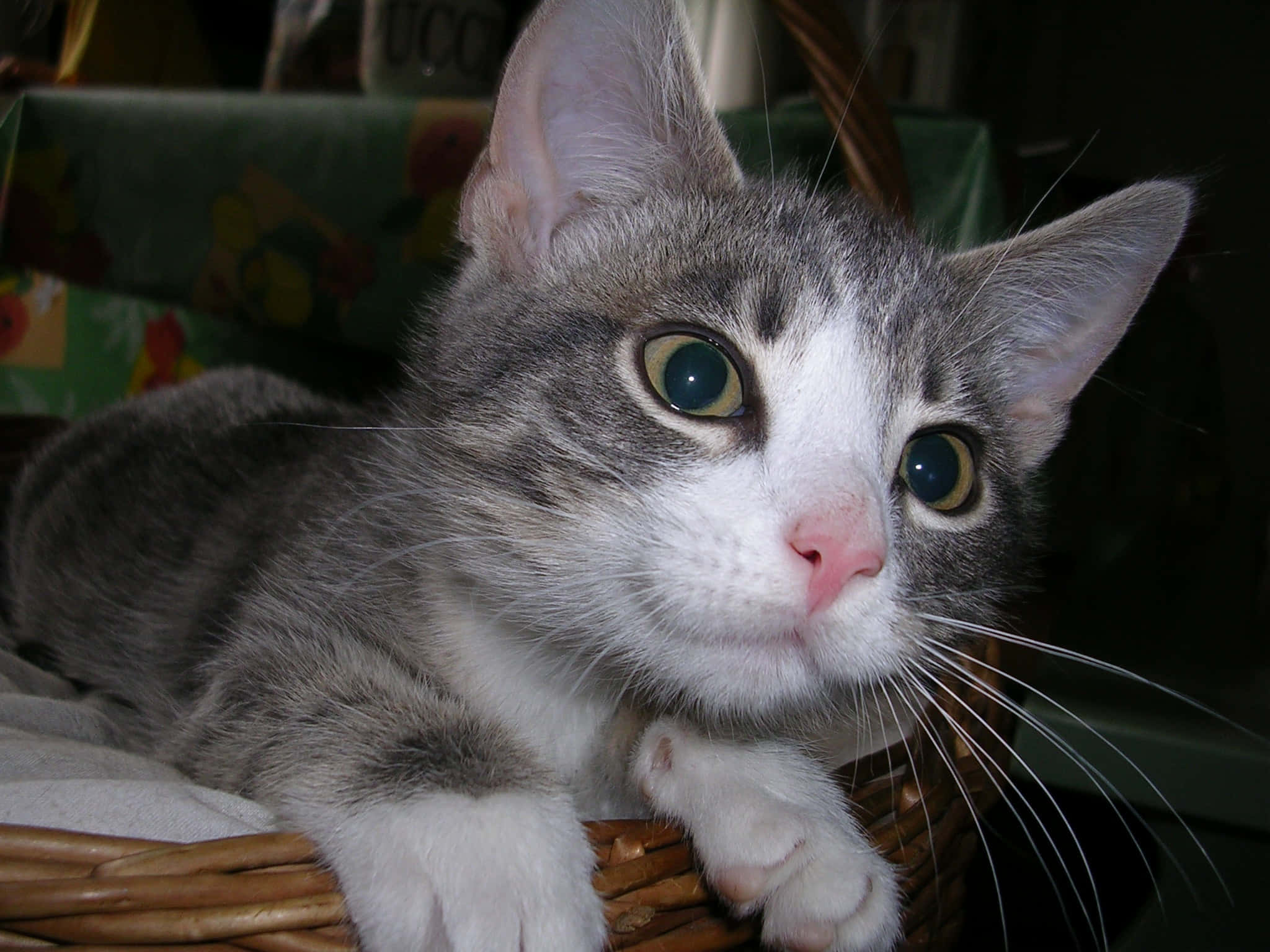 European Shorthair 桌布 壁紙 — 一隻灰白色的小貓咪，有著大大的綠色眼睛，警覺地坐在編織籃子裡，好奇地看著相機。