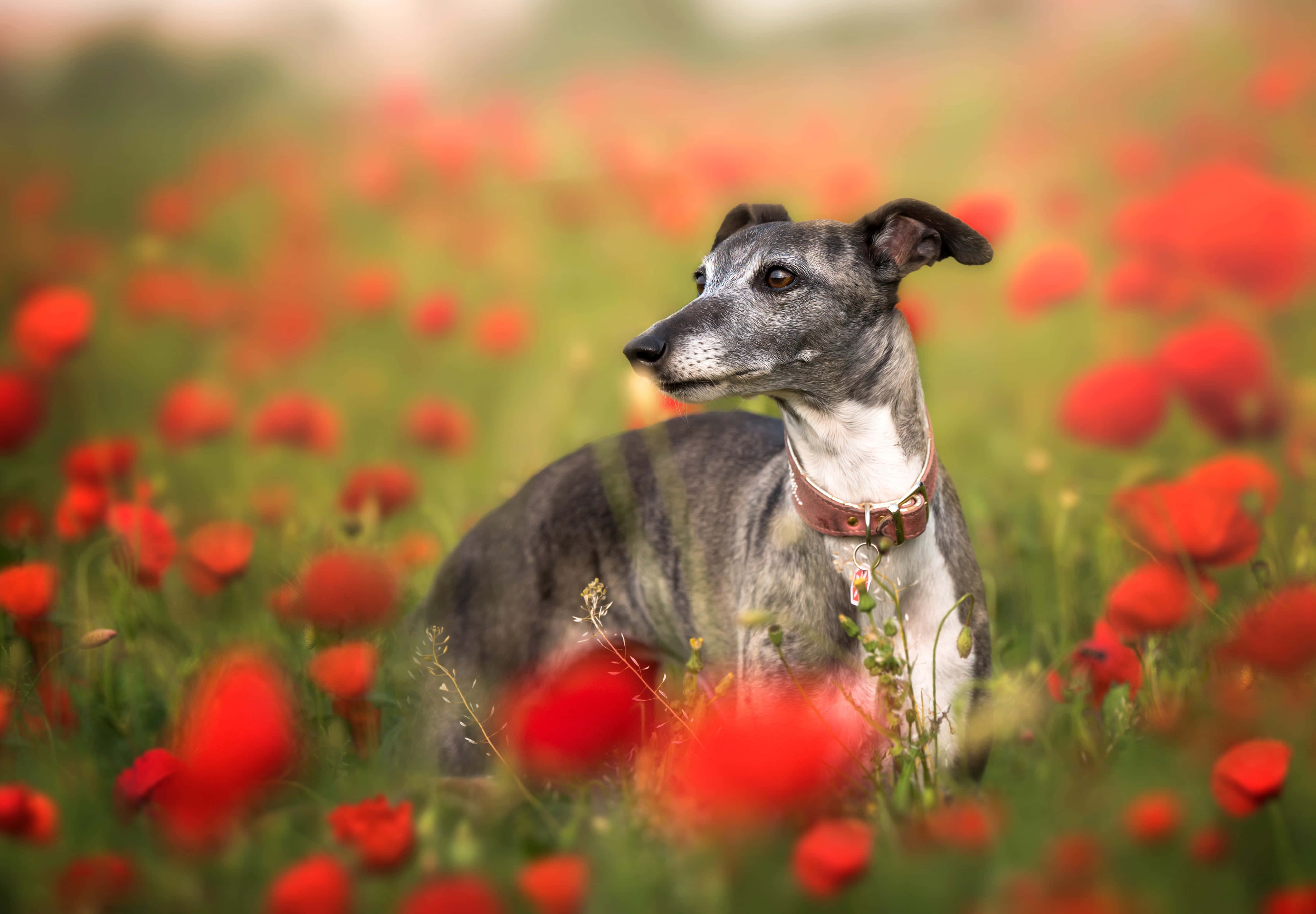 灰狗 桌布 壁紙 — 一隻灰白色的惠比特犬在陽光明媚的草地上，在鮮紅的罌粟花叢中靜靜地坐著。