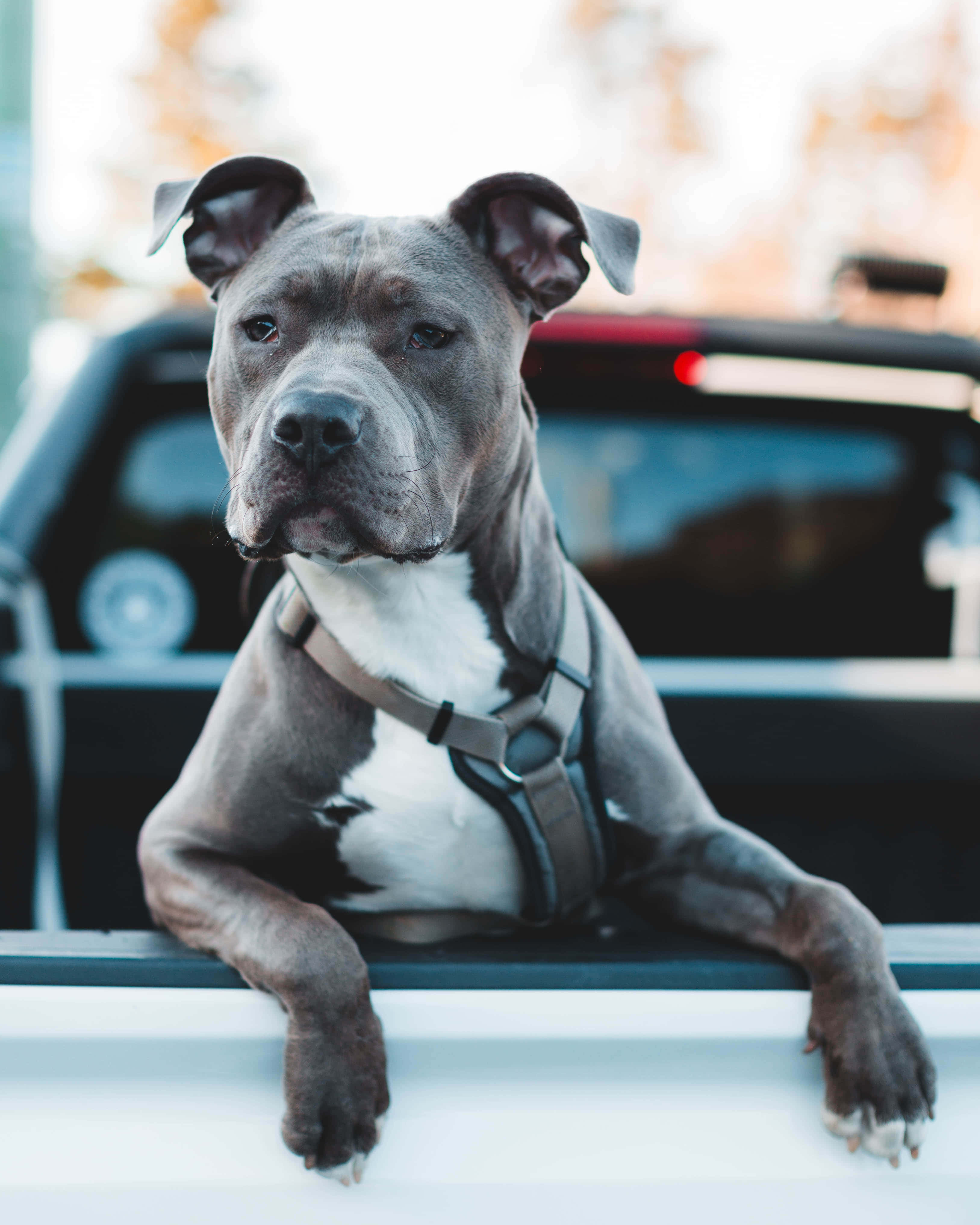 狗 桌布 壁紙 — 一隻灰白色的比特犬穿著胸背帶，將爪子放在白色貨車車斗邊緣，直視鏡頭。