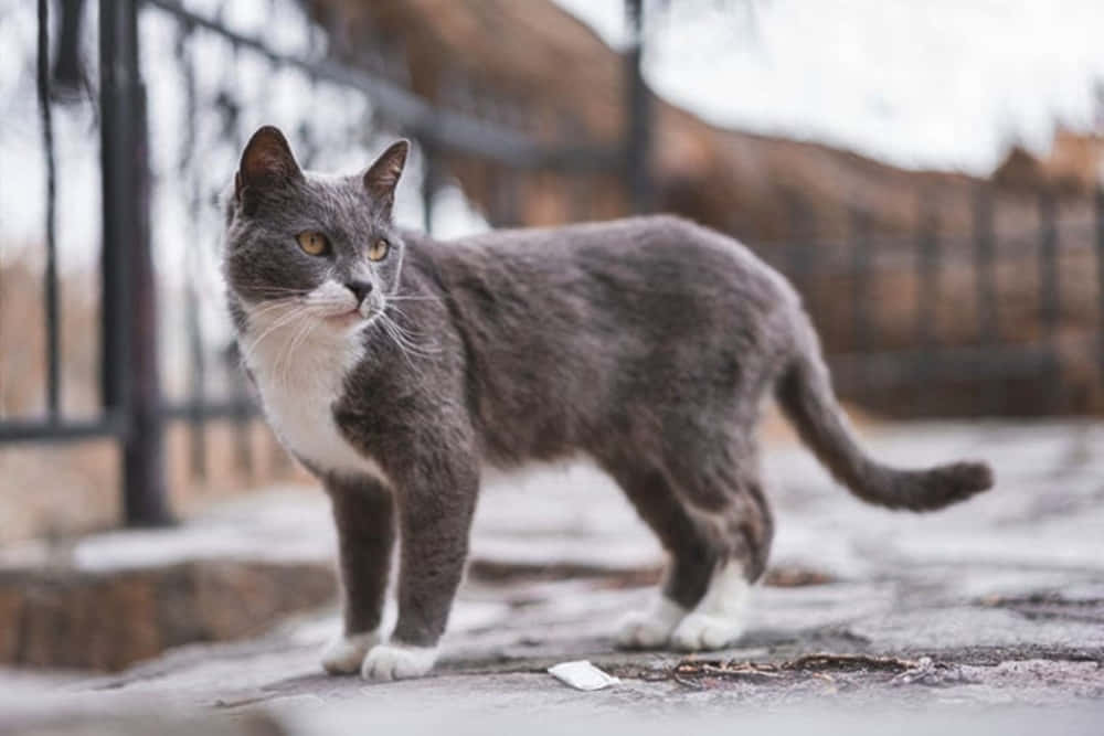 Brazilian Shorthair 桌布 壁紙 — 一隻灰白色的貓在陰天時警覺地站在黑色金屬圍欄旁邊的石徑上。