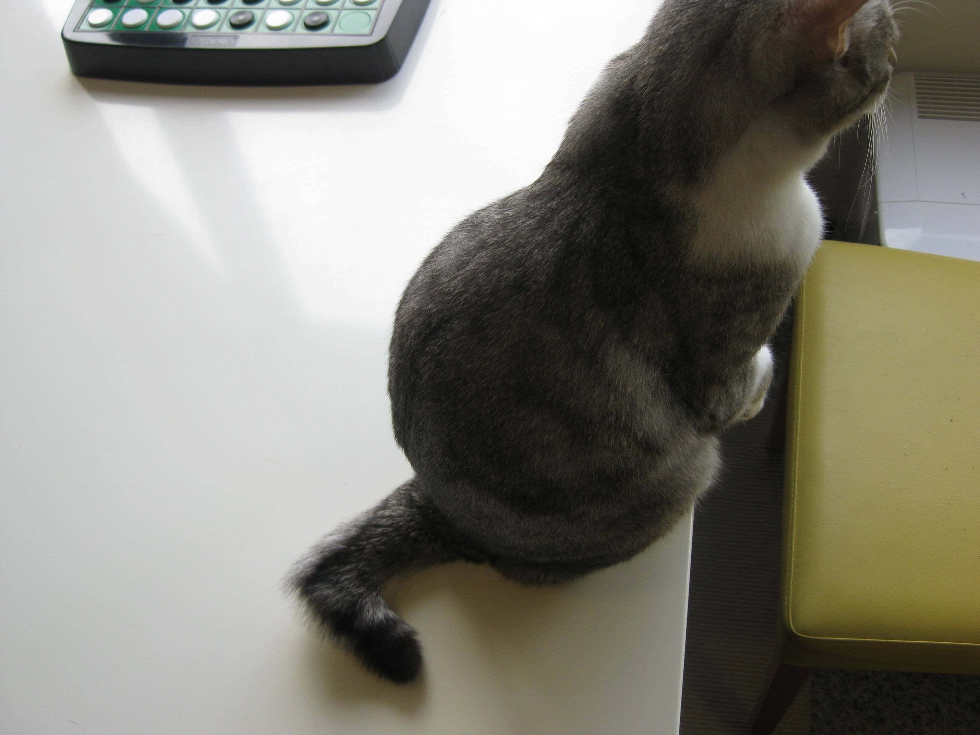 Cat Tail 桌布 壁紙 — 一隻灰白色的貓警覺地坐在白色桌子上，旁邊有一個綠色鍵盤和黃色椅子。