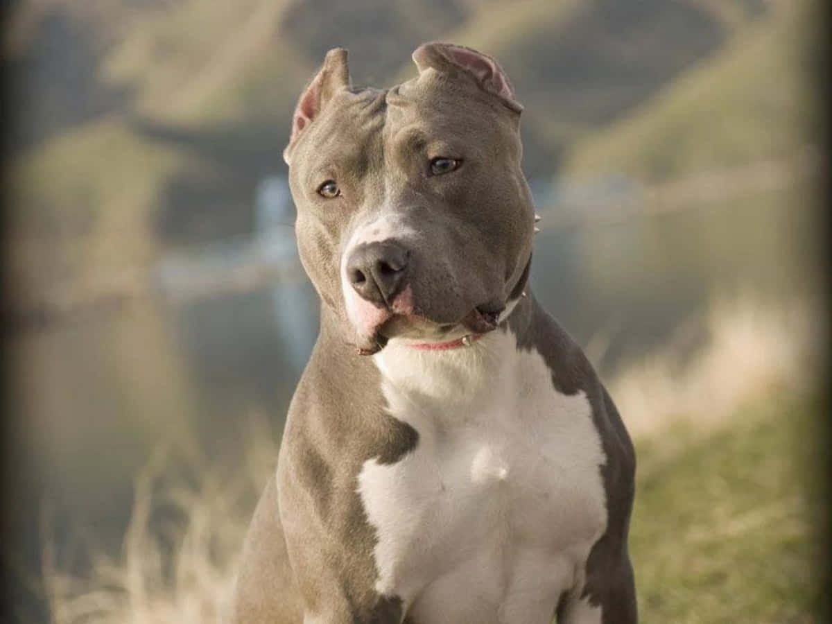 Pitbull 桌布 壁紙 — 一隻灰白色的鬥牛犬伸出粉紅色舌頭，警覺地坐在陽光明媚的草地上，背景是模糊的山丘。