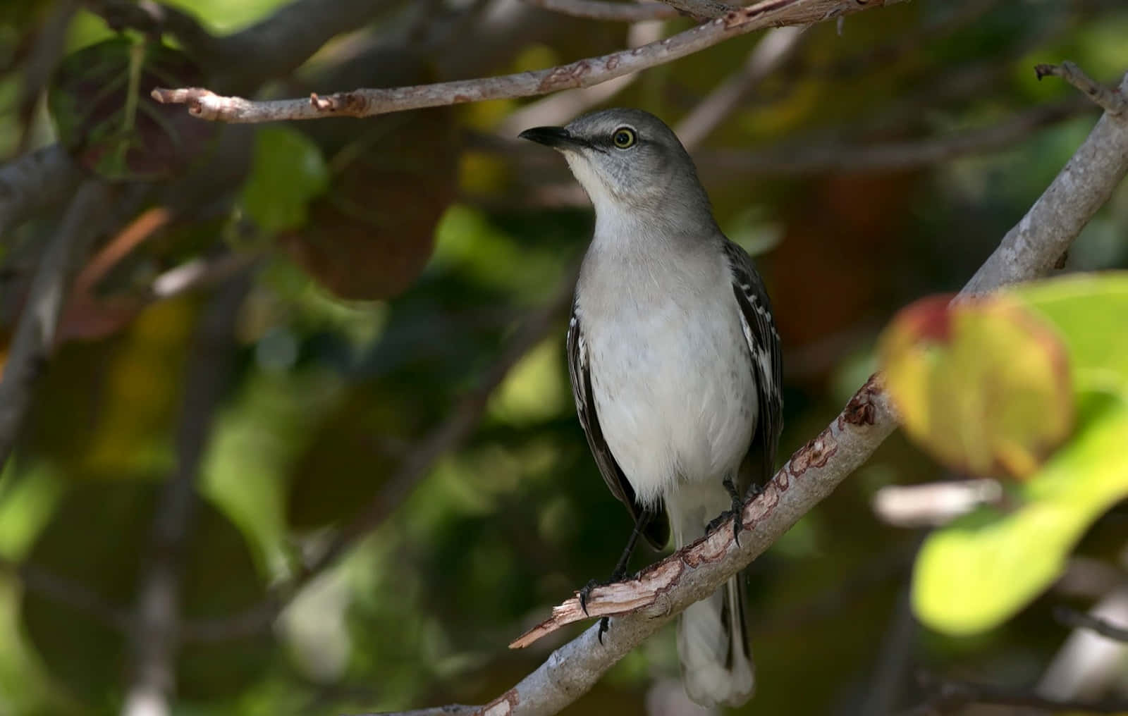 Mockingbird 桌布 壁紙 — 一隻灰白色的鳥警覺地棲息在陽光照耀的樹枝上，四周是茂密的綠色樹葉。