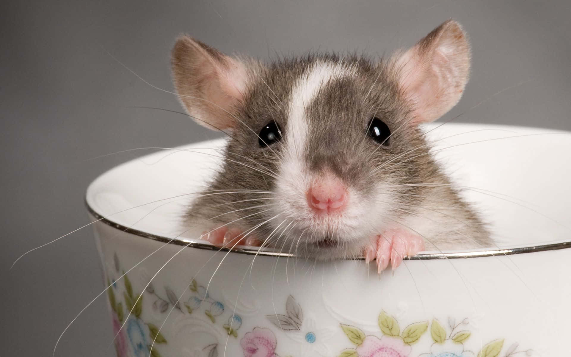 Rat 桌布 壁紙 — 一隻灰白色老鼠，粉紅色爪子，好奇地從花茶杯邊緣探出頭來，背景為灰色。