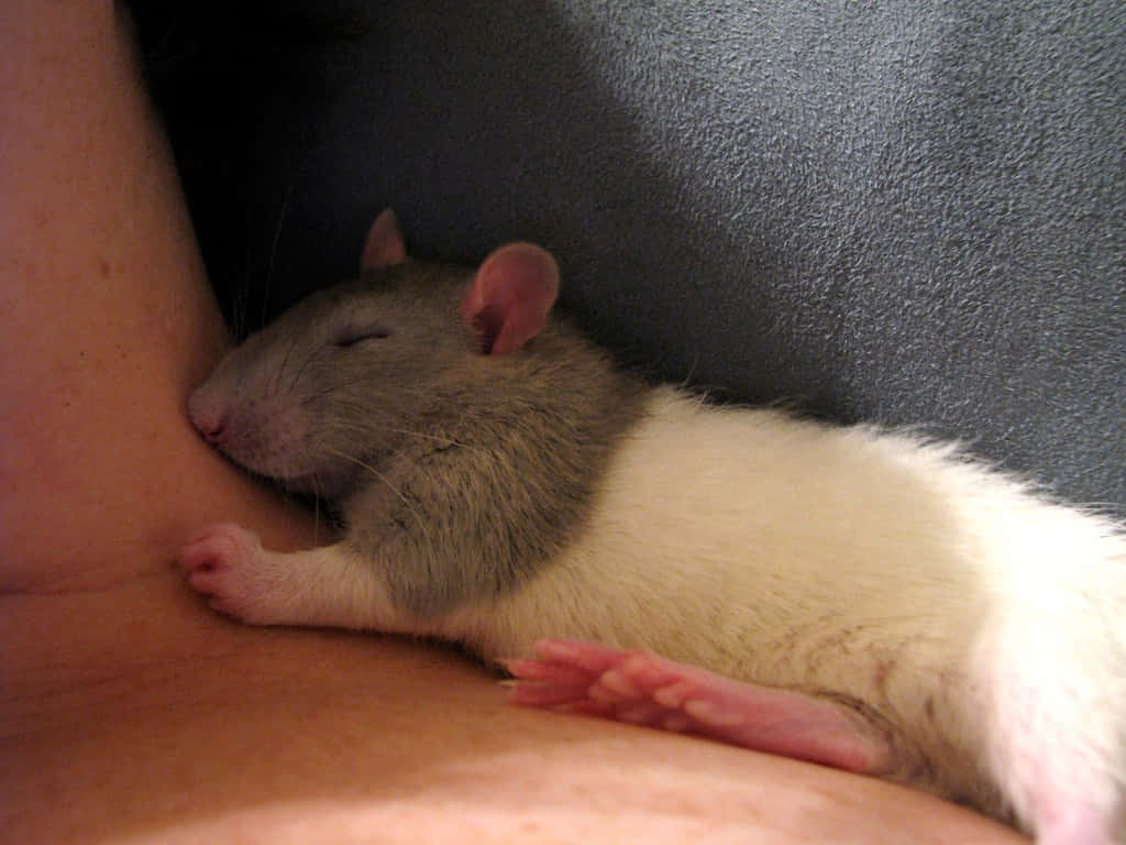 Rat 桌布 壁紙 — 一隻灰白色老鼠在深色紋理表面上，蜷縮在一個人裸露的皮膚上安詳地睡覺。