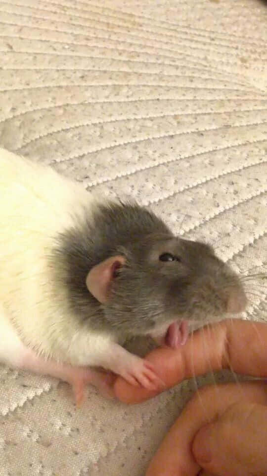 Rat 桌布 壁紙 — 一隻灰白色老鼠在質感米色羽絨被上輕輕蹭著人類手指。
