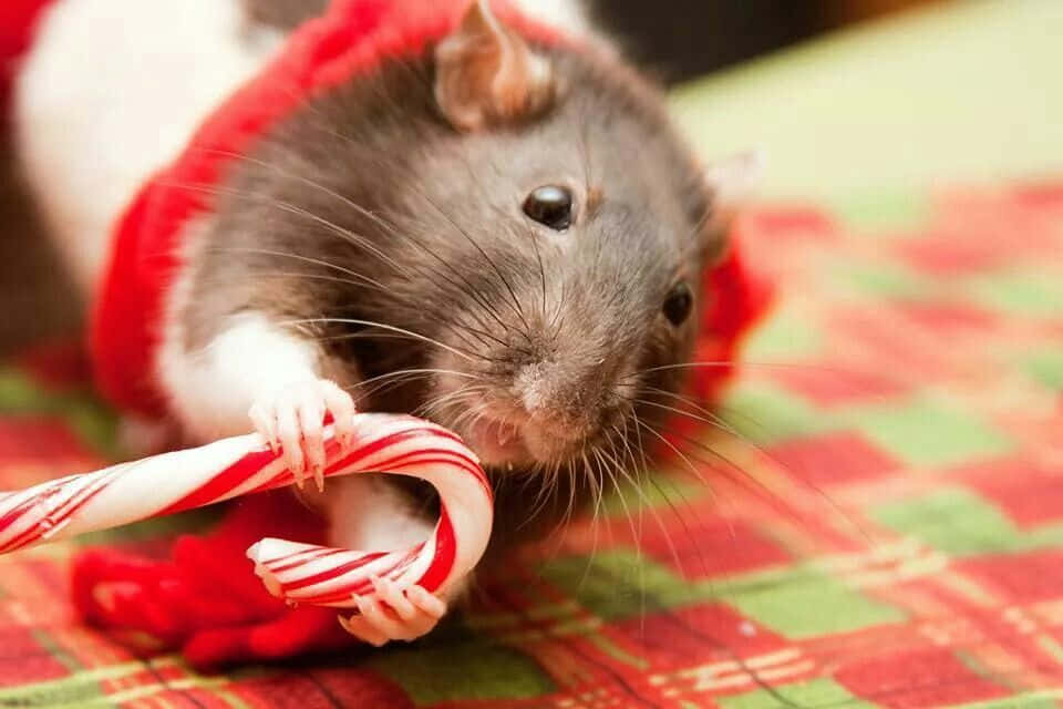 Rat 桌布 壁紙 — 一隻灰白色老鼠穿著紅色毛衣，在節日格紋毯子上拿著一根拐杖糖。