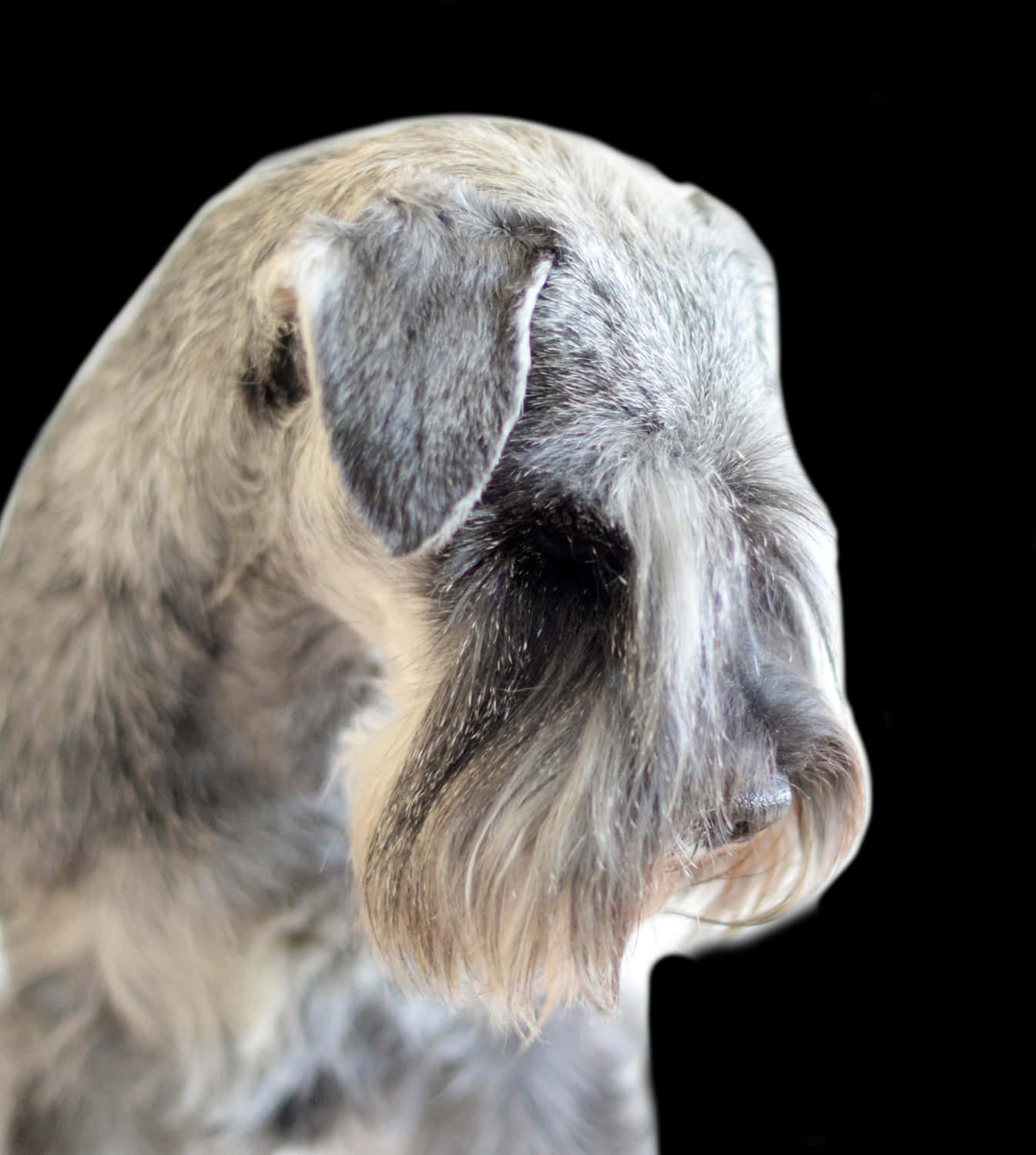 Schnauzer 桌布 壁紙 — 一隻灰白色雪納瑞犬的側面特寫肖像，背景為鮮明的黑色。