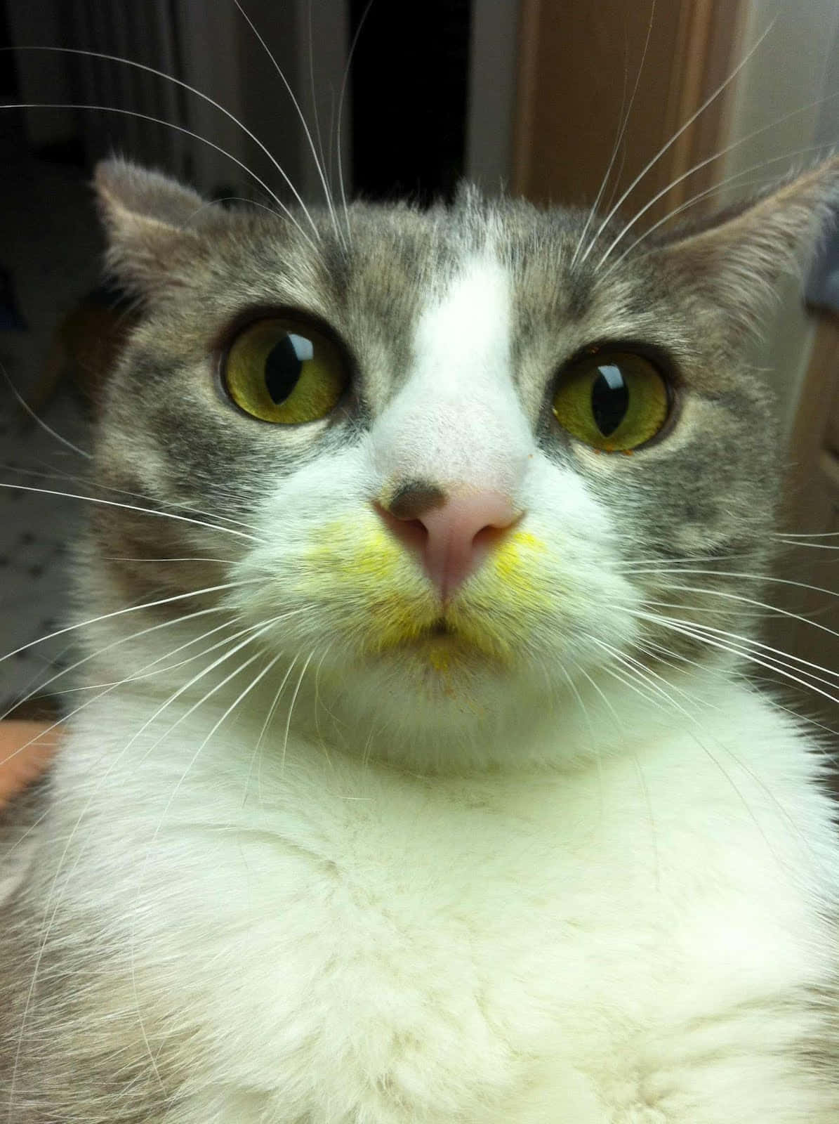 Silly Cat 桌布 壁紙 — 一隻灰白貓咪的特寫，擁有引人注目的黃色眼睛和鼻子上的黃色污跡。