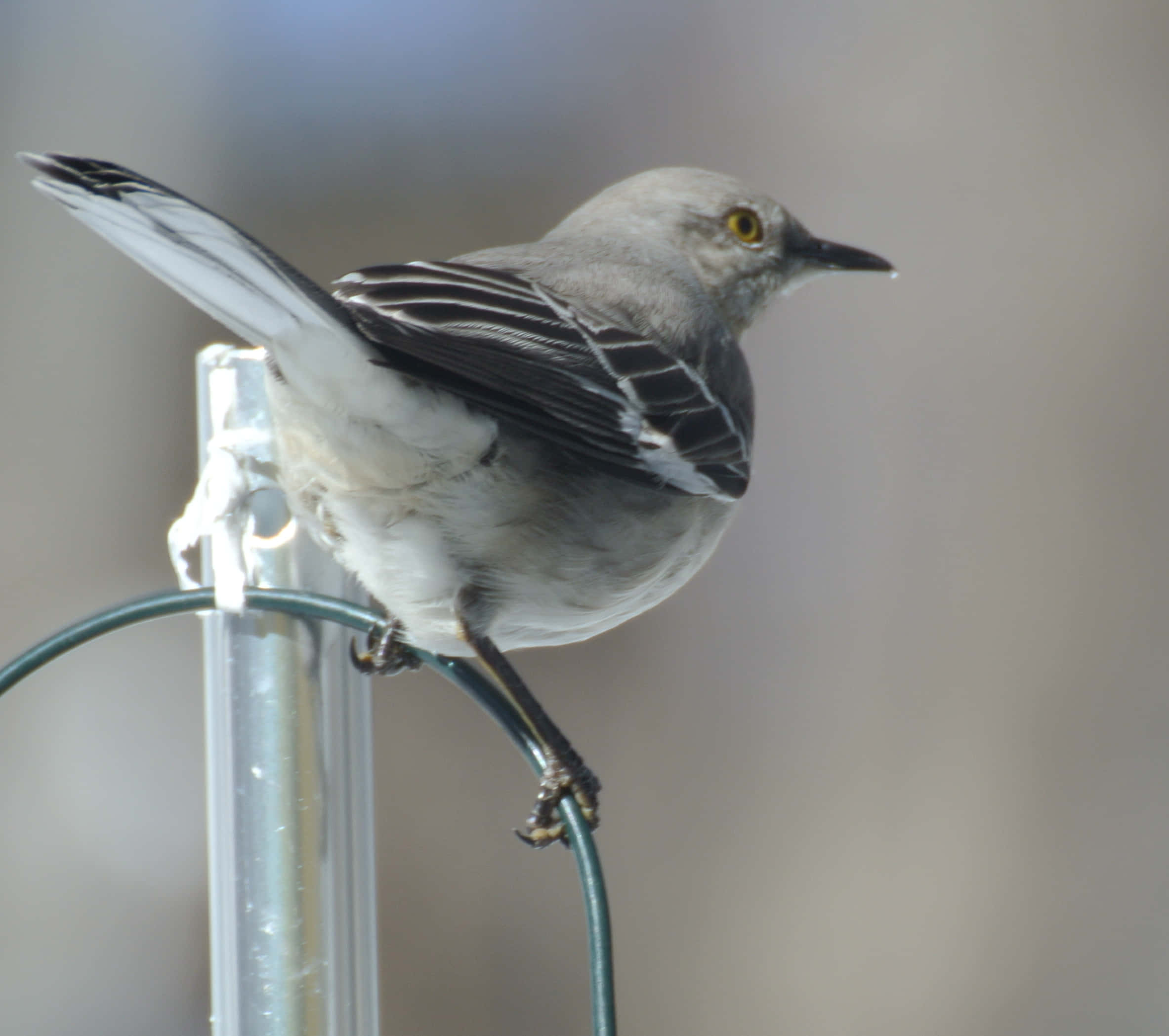 Mockingbird 桌布 壁紙 — 一隻灰色、黃眼睛的嘲鶇警覺地棲息在金屬鳥食器桿上，背景柔和模糊。