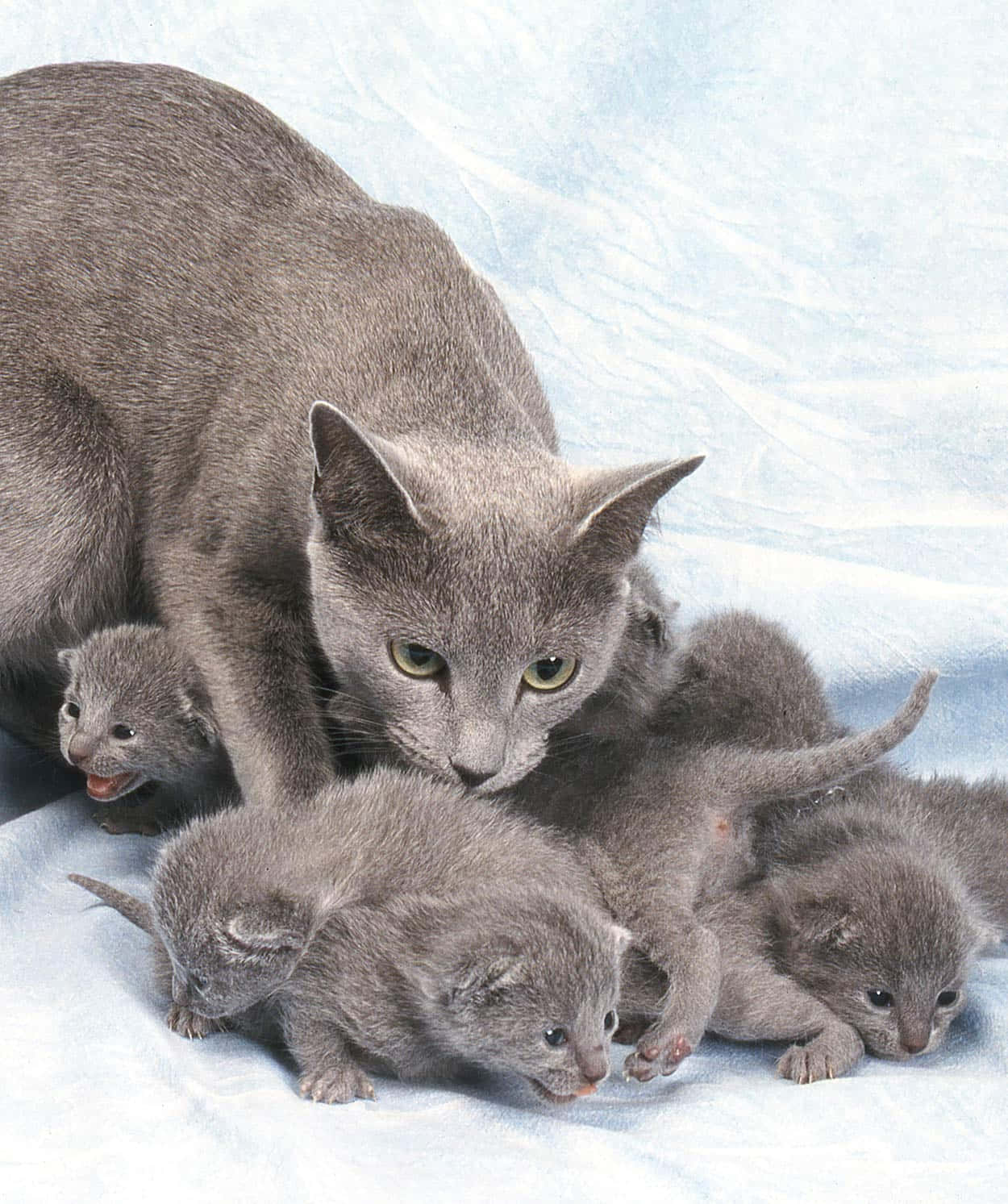 Russian Blue Cat 桌布 壁紙 — 一隻灰色俄羅斯藍貓媽媽溫柔地守護著她窩在柔軟藍色布料上的一窩灰色小貓。