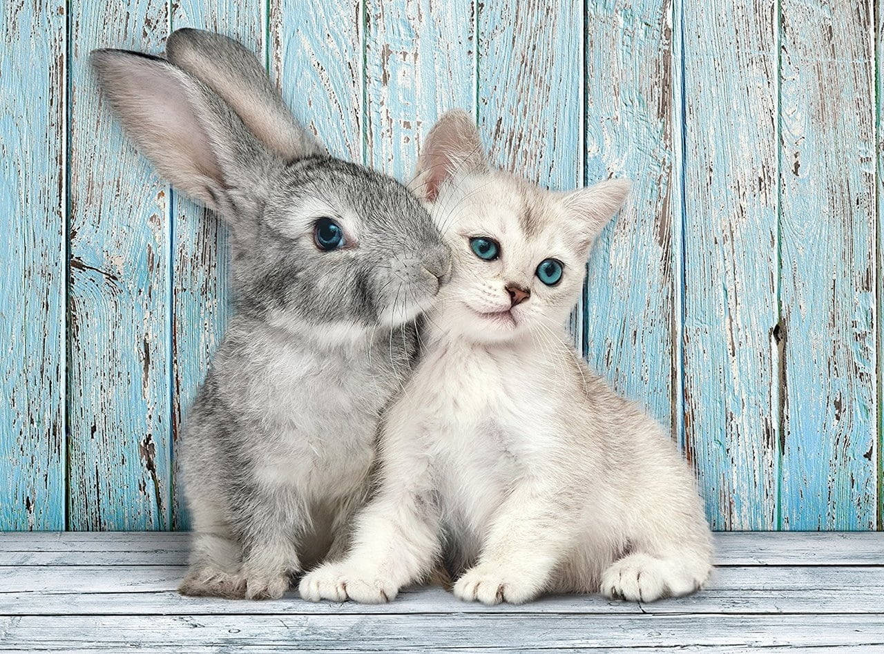 Cute Bunny 桌布 壁紙 — 一隻灰色兔子和一隻擁有引人注目的藍眼睛的白色小貓，一起坐在風化的木板上，背景是褪色的藍色鄉村風格牆壁。