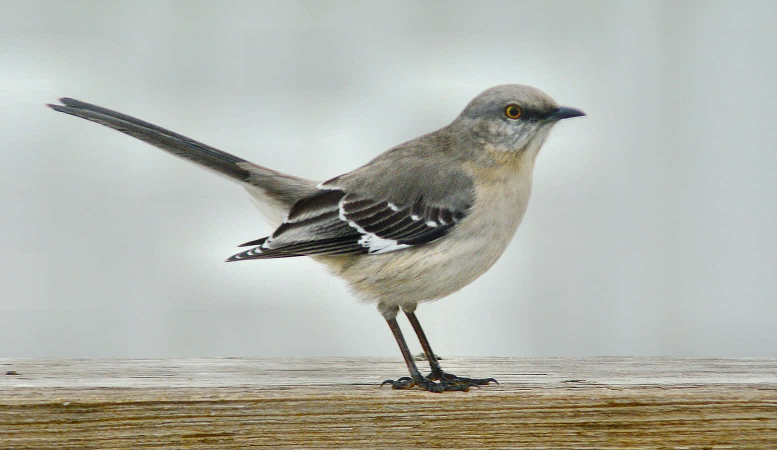 Mockingbird 桌布 壁紙 — 一隻灰色反舌鳥帶有白色翼斑，警覺地站在風化的木質表面上，背景柔和模糊。