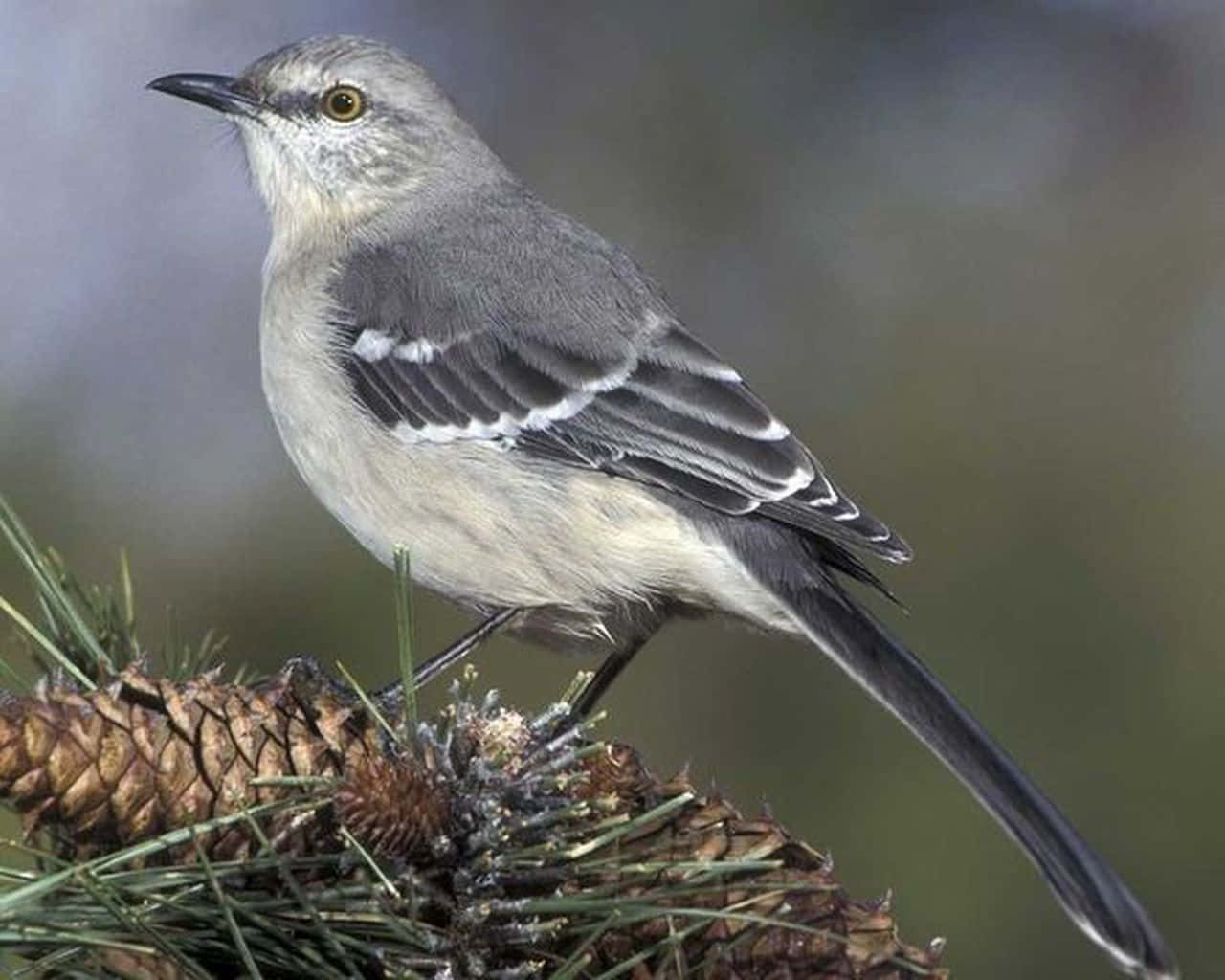 Mockingbird 桌布 壁紙 — 一隻灰色反舌鳥警覺地棲息在松果上，周圍是綠色針葉，背景是柔和模糊的森林。
