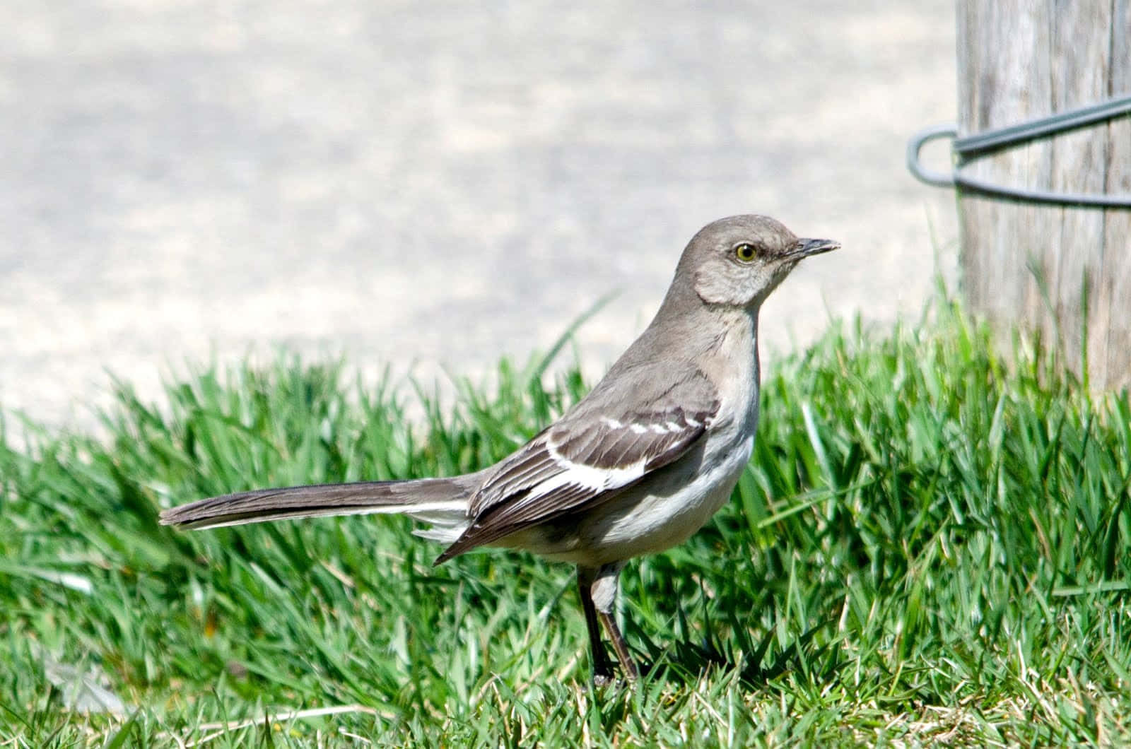 Mockingbird 桌布 壁紙 — 一隻灰色反舌鳥警覺地站在鮮綠色的草地上，旁邊是一根經風吹日曬的木柱，在明亮的日光下。