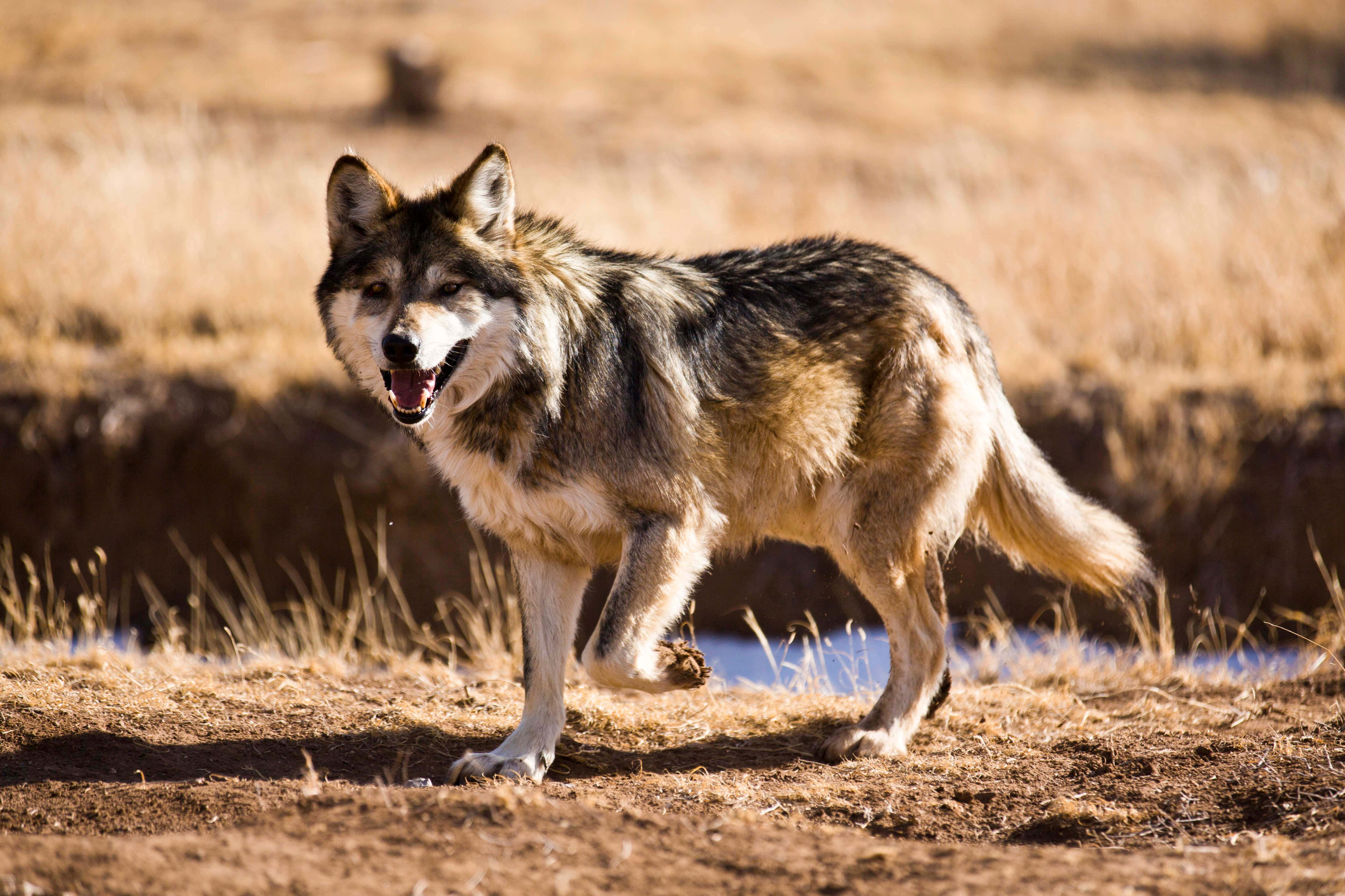 Mexican Wolf 桌布 壁紙 — 一隻灰色和棕褐色毛皮的野狼在明亮的陽光下，警覺地站在水邊的乾草中。