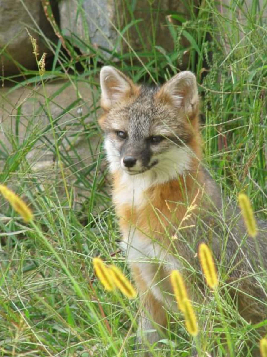 Gray Fox 桌布 壁紙 — 一隻灰色和橙色毛皮的小狐狸警覺地坐在長滿黃色花朵的高高的綠草中。