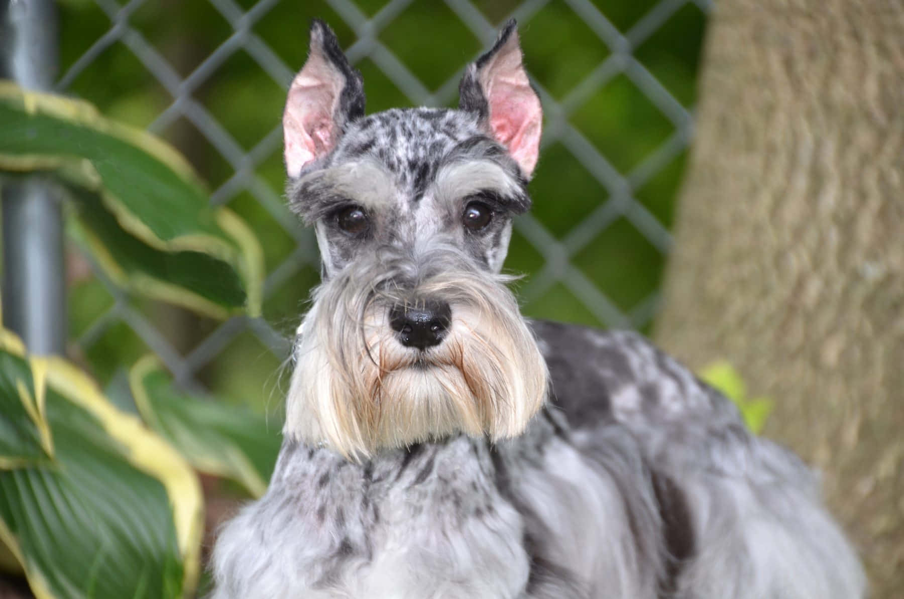 Schnauzer 桌布 壁紙 — 一隻灰色和白色的迷你雪納瑞近距離特寫，耳朵警覺，鬍鬚蓬鬆，直視鏡頭。