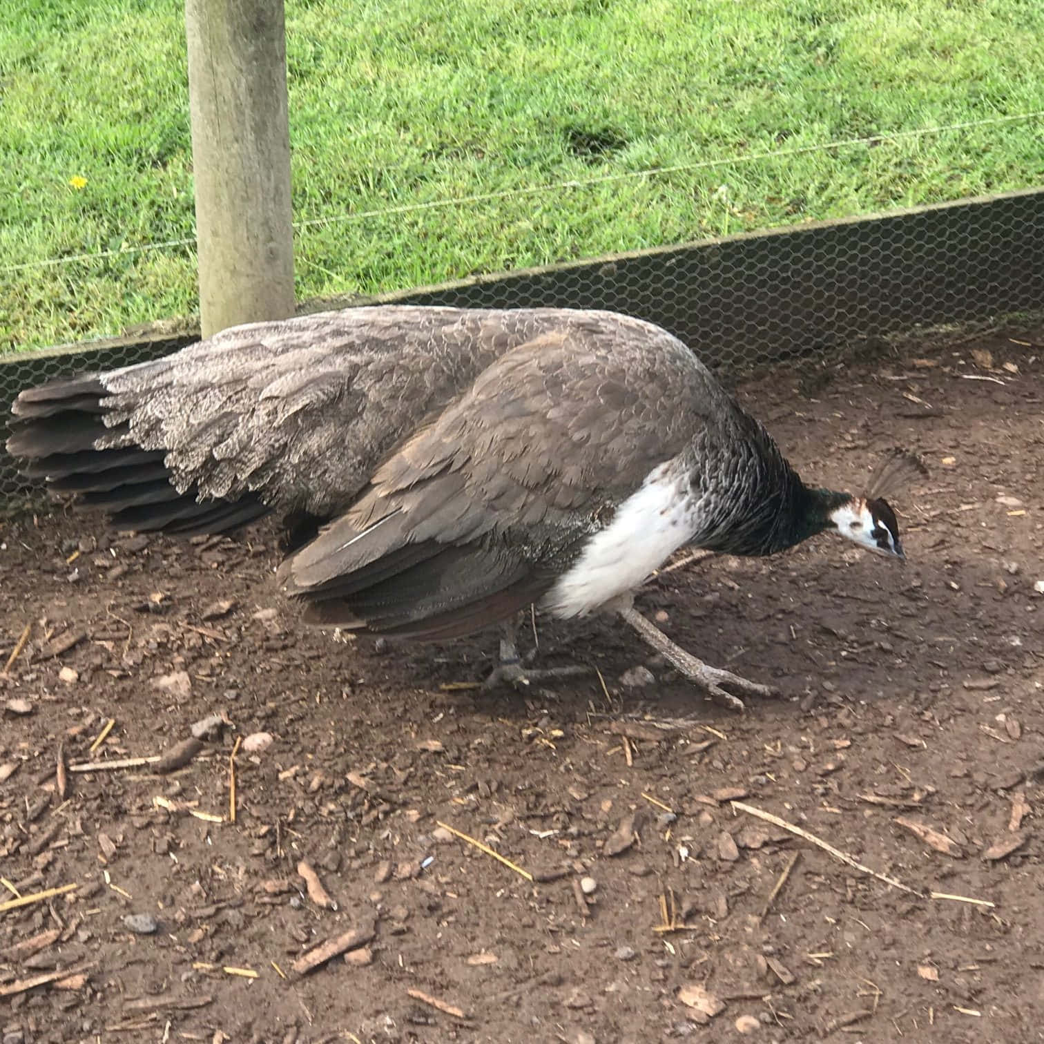 Peahen 桌布 壁紙 — 一隻灰色和白色羽毛的雌孔雀在草地圍欄內的泥土地上，靠近鐵絲網行走。