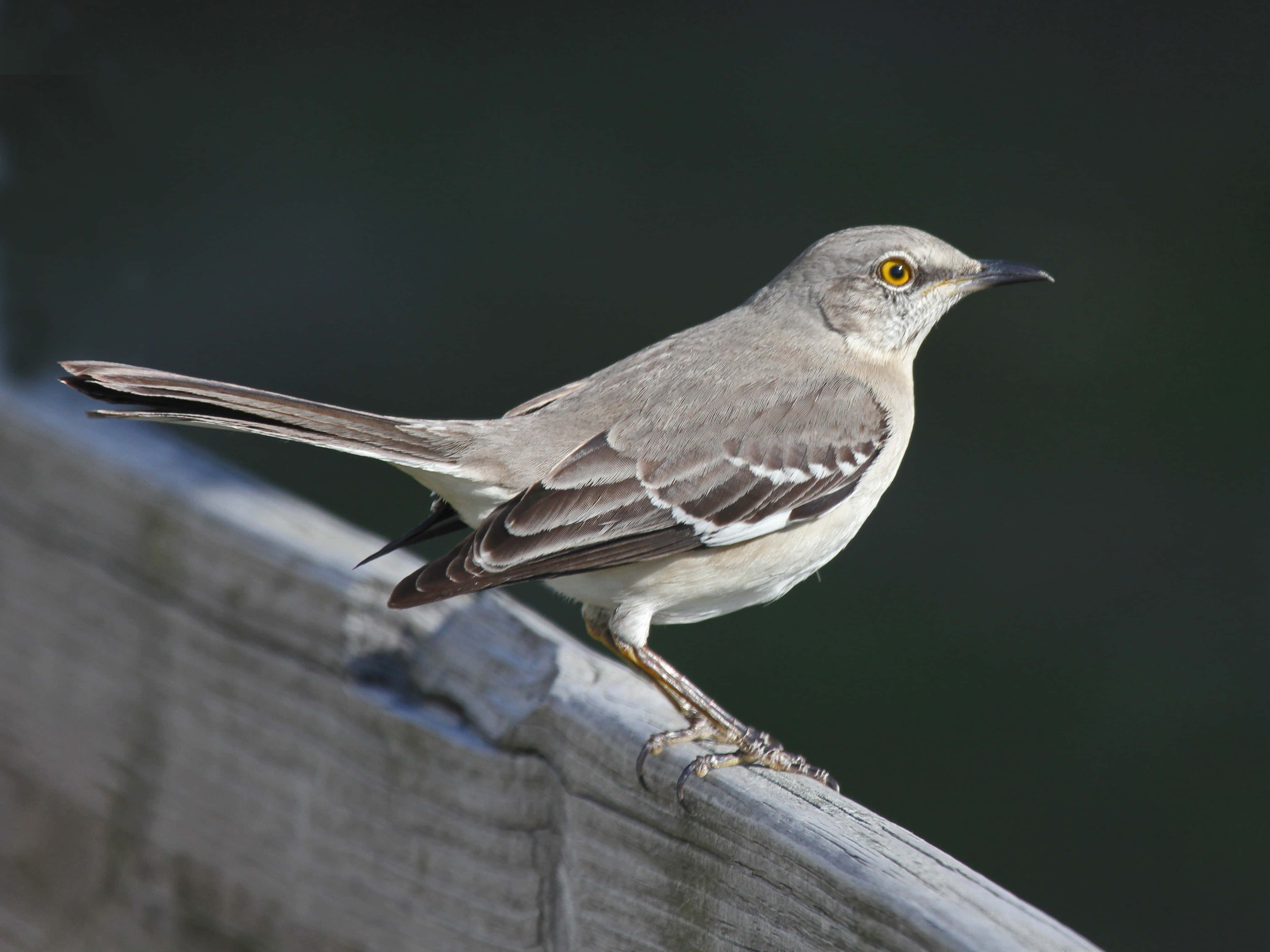 Mockingbird 桌布 壁紙 — 一隻灰色嘲鴉，明亮的黃色眼睛，警覺地棲息在風化的木柵欄上。