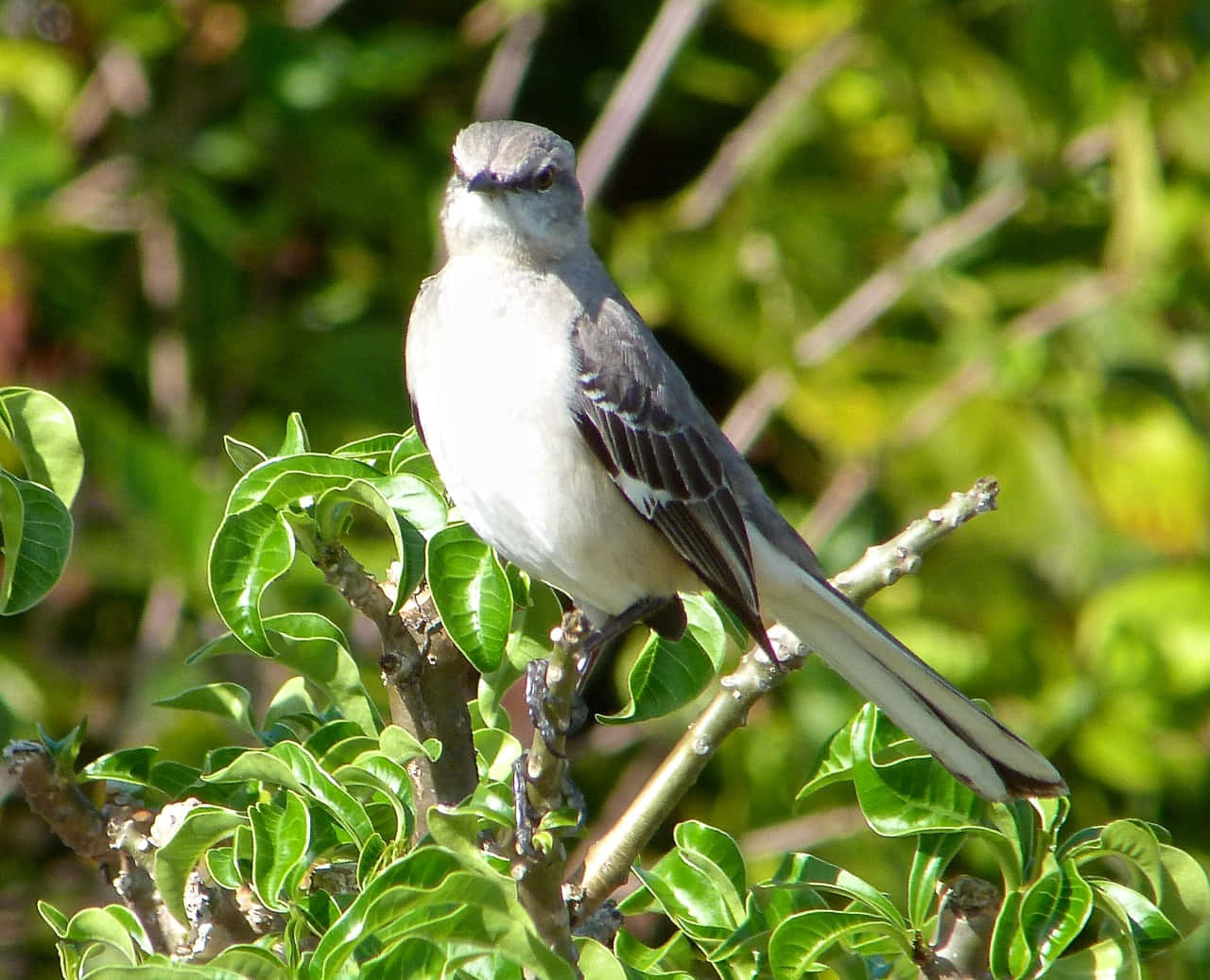 Mockingbird 桌布 壁紙 — 一隻灰色嘲鴉警覺地棲息在枝葉茂密的樹枝上，背景是陽光普照的綠色。
