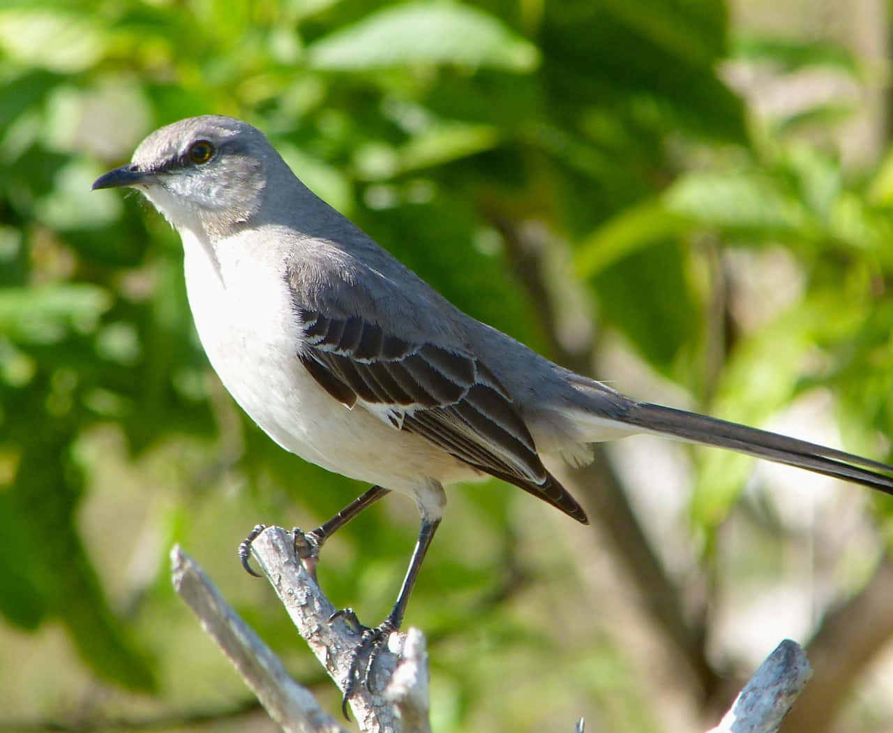 Mockingbird 桌布 壁紙 — 一隻灰色嘲鴉警覺地棲息在風化的樹枝上，背景是茂密的綠色樹葉。