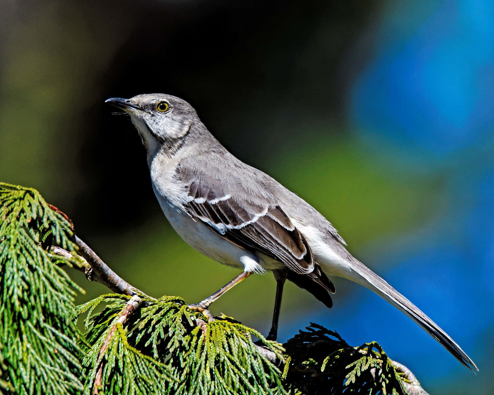 Mockingbird 桌布 壁紙 — 一隻灰色嘲鴉警覺地棲息在鮮綠色的松樹枝上，背景是柔和模糊的藍色和綠色。