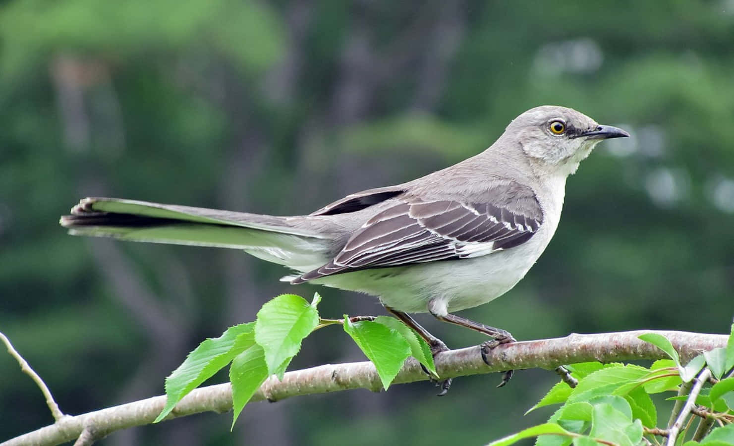 Mockingbird 桌布 壁紙 — 一隻灰色嘲鶇警覺地棲息在枝葉茂密的樹枝上，背景是柔和的綠色森林。