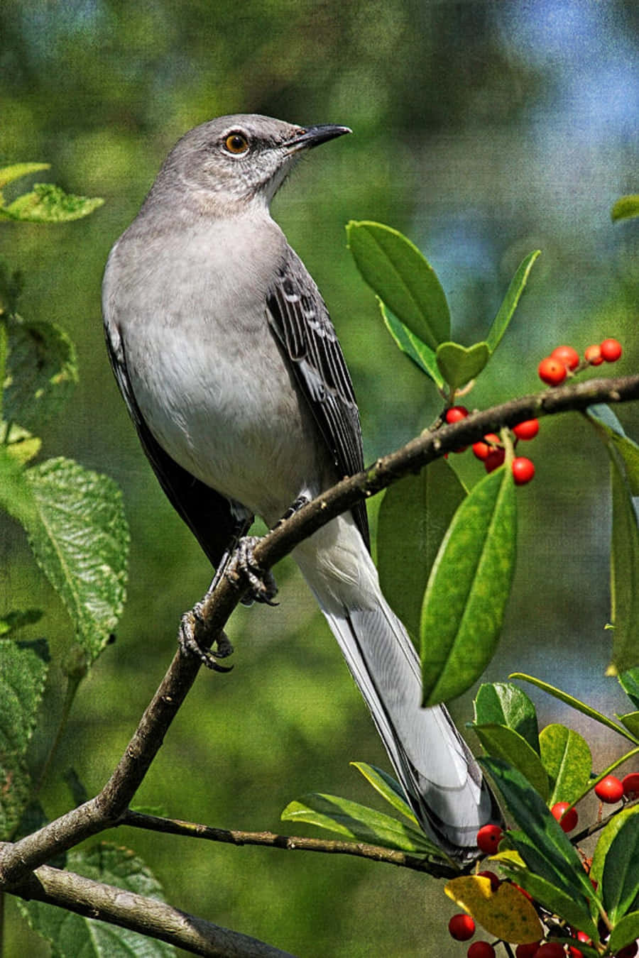 Mockingbird 桌布 壁紙 — 一隻灰色嘲鶇警覺地棲息在裝飾著鮮紅色漿果和茂盛綠葉的樹枝上。