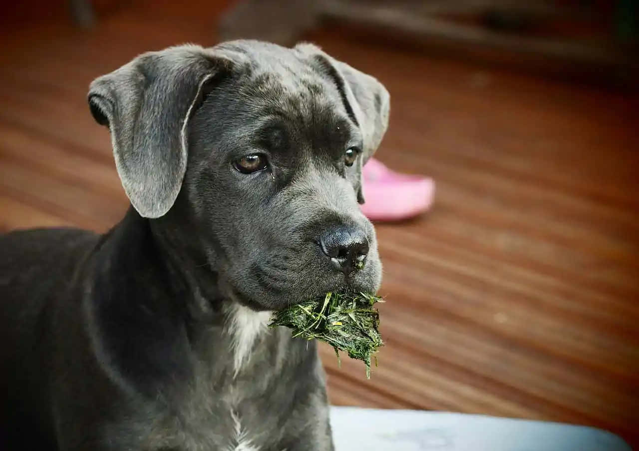 卡斯羅犬 桌布 壁紙 — 一隻灰色垂耳小狗嘴裡叼著一口青草，在室內平靜地凝視著相機。
