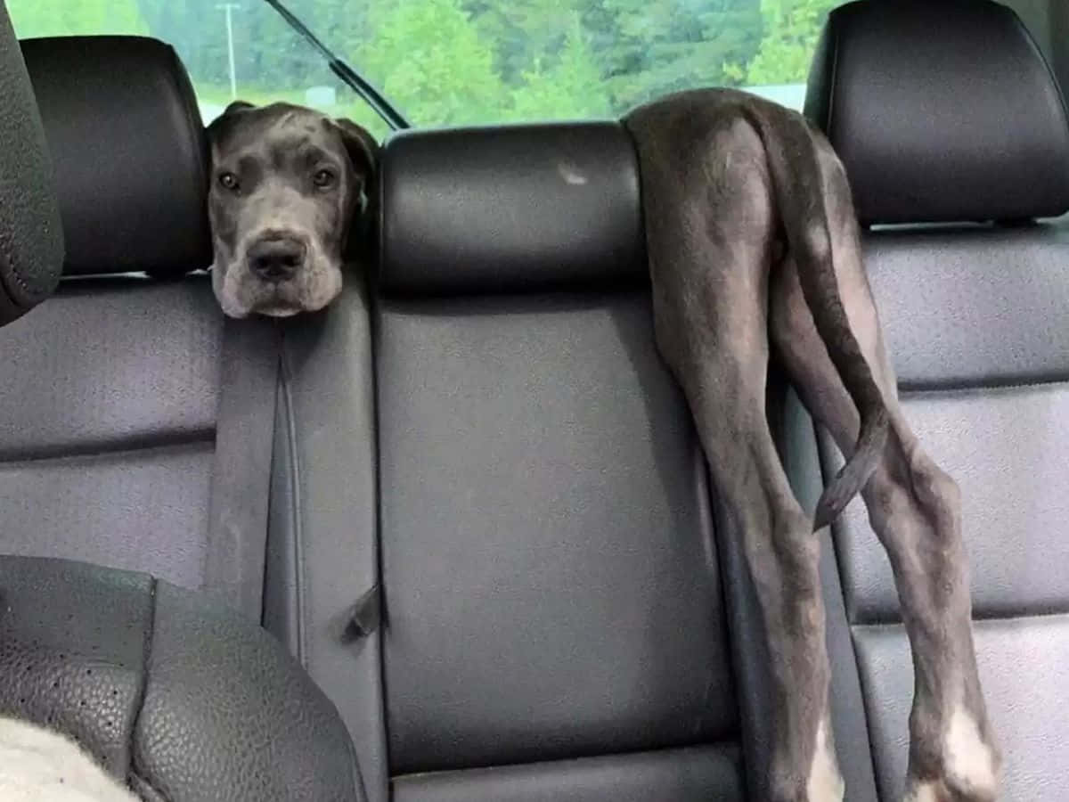 狗 桌布 壁紙 — 一隻灰色大丹犬將頭靠在汽車座椅上，長腿懸垂在靠背上。