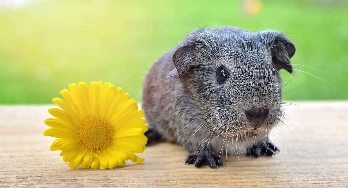 Cute Guinea Pig 桌布 壁紙 — 一隻灰色天竺鼠，長著長長的鬍鬚，坐在木質表面上，旁邊是一朵鮮黃色的雛菊，背景是柔和的綠色。